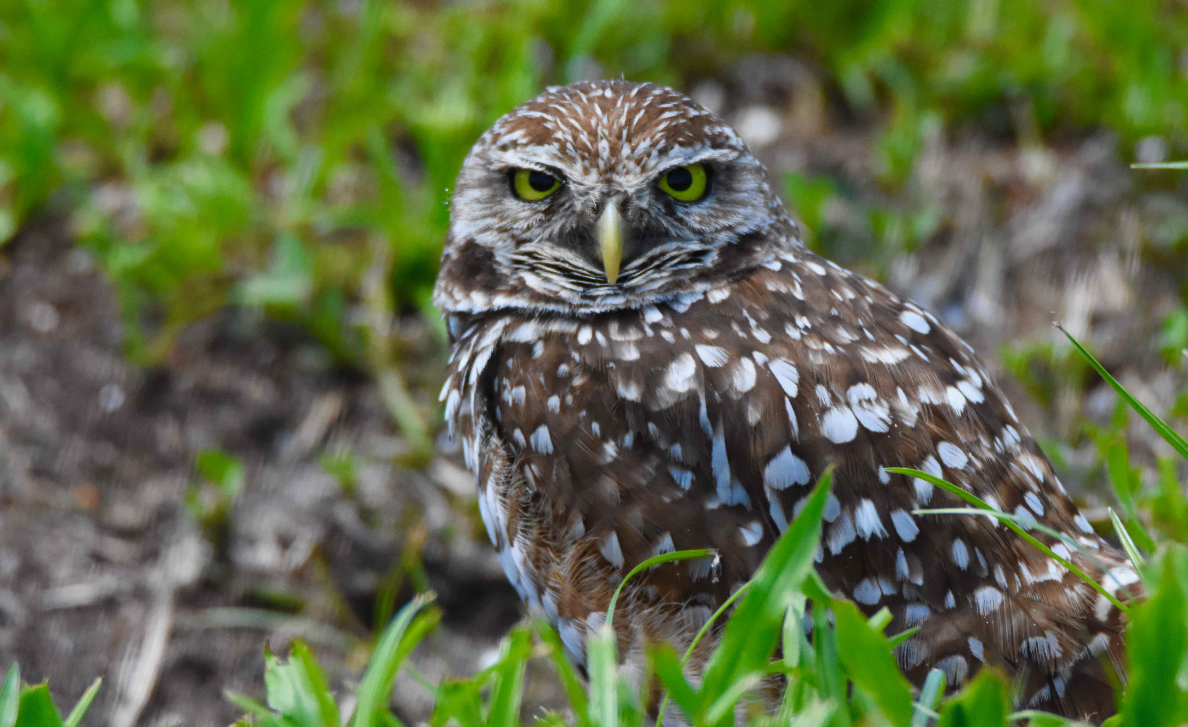Burrowing Owl