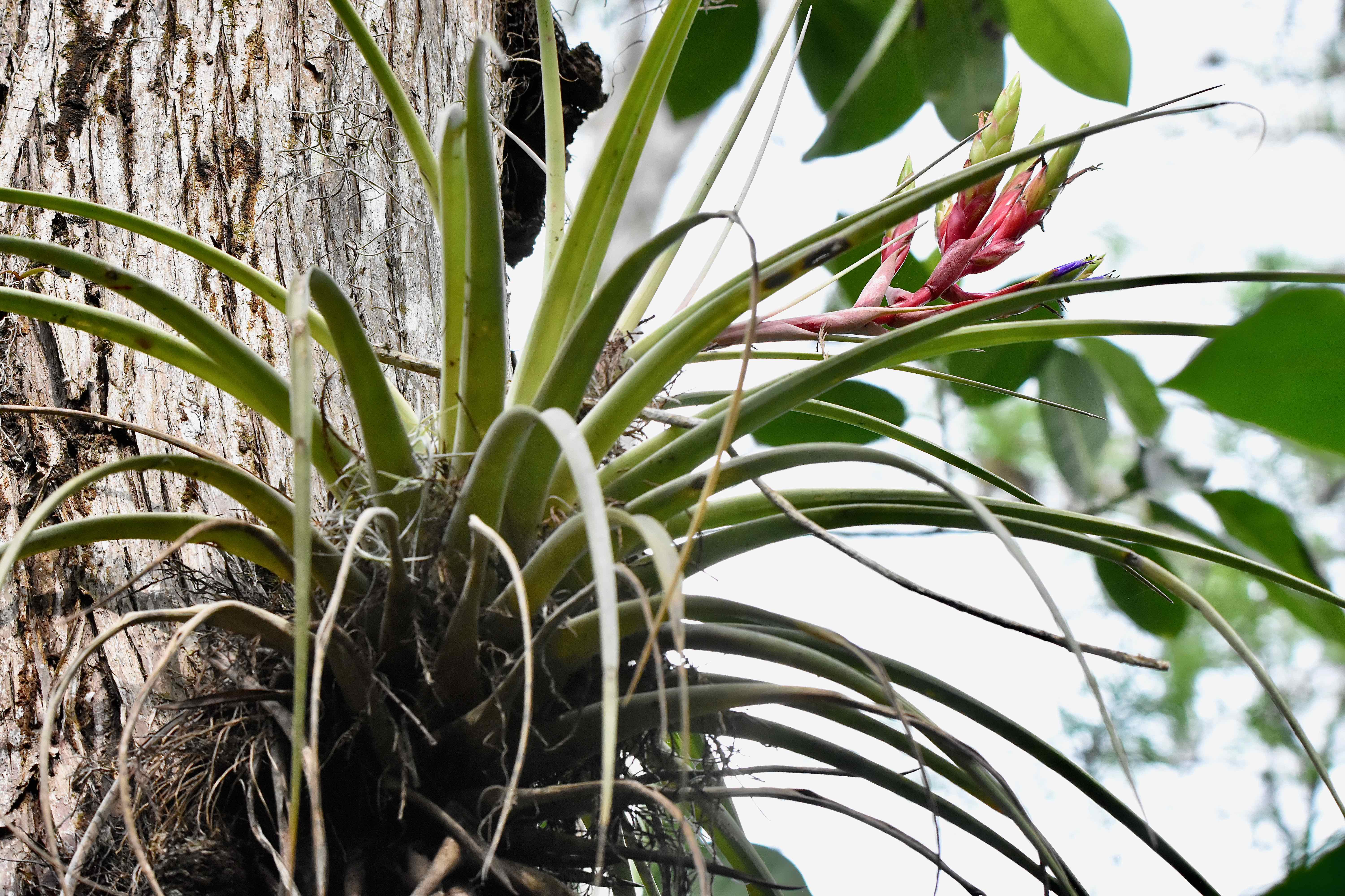 Cardinal Airplant