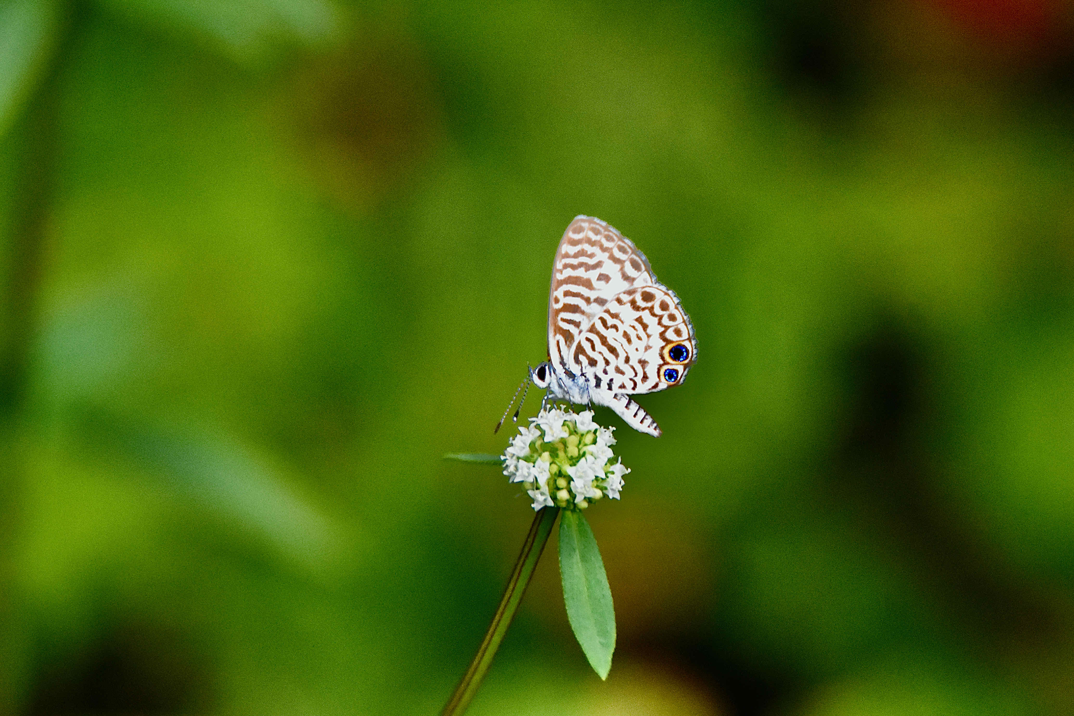 Cassius Blue Butterfly