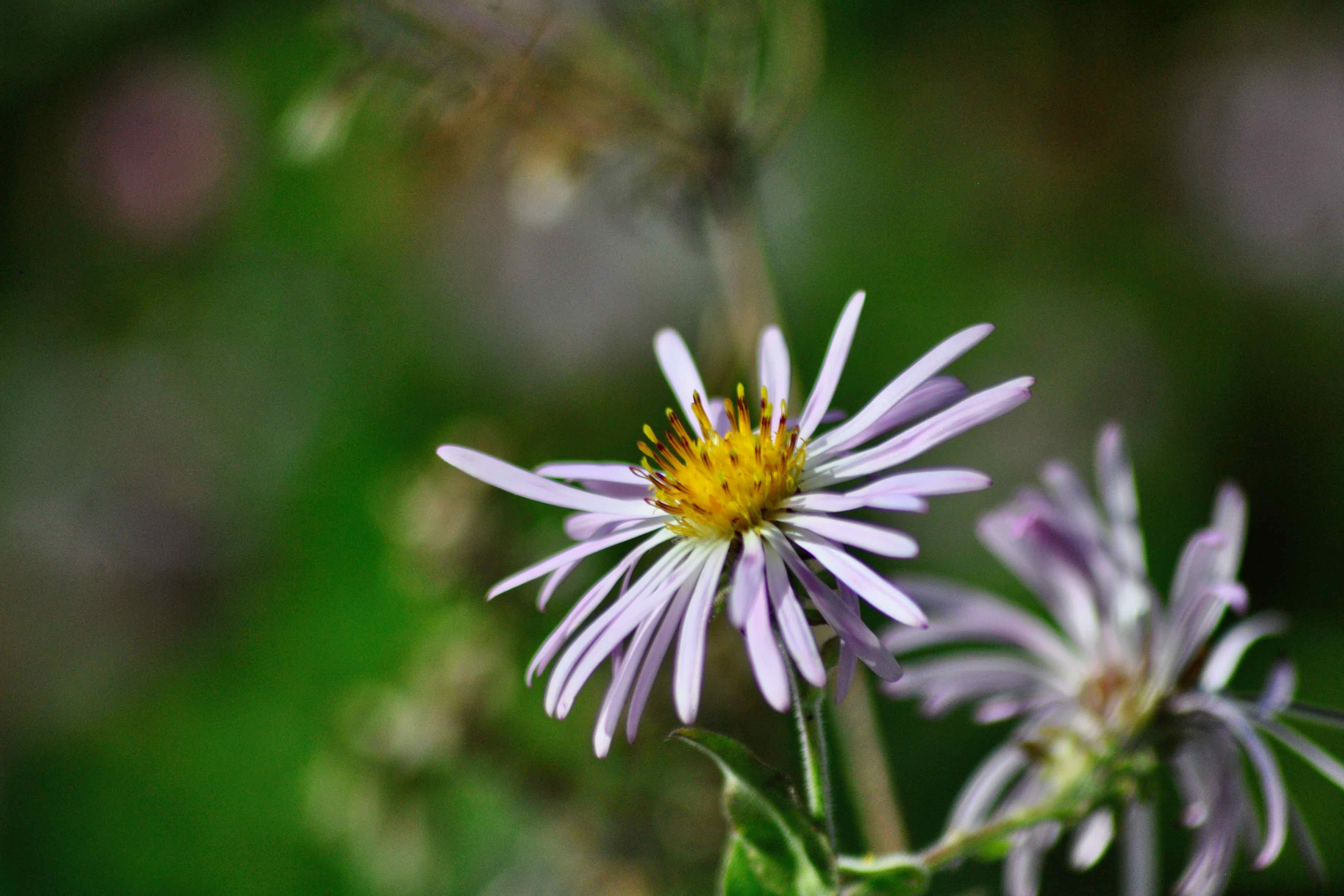 Climbing Aster