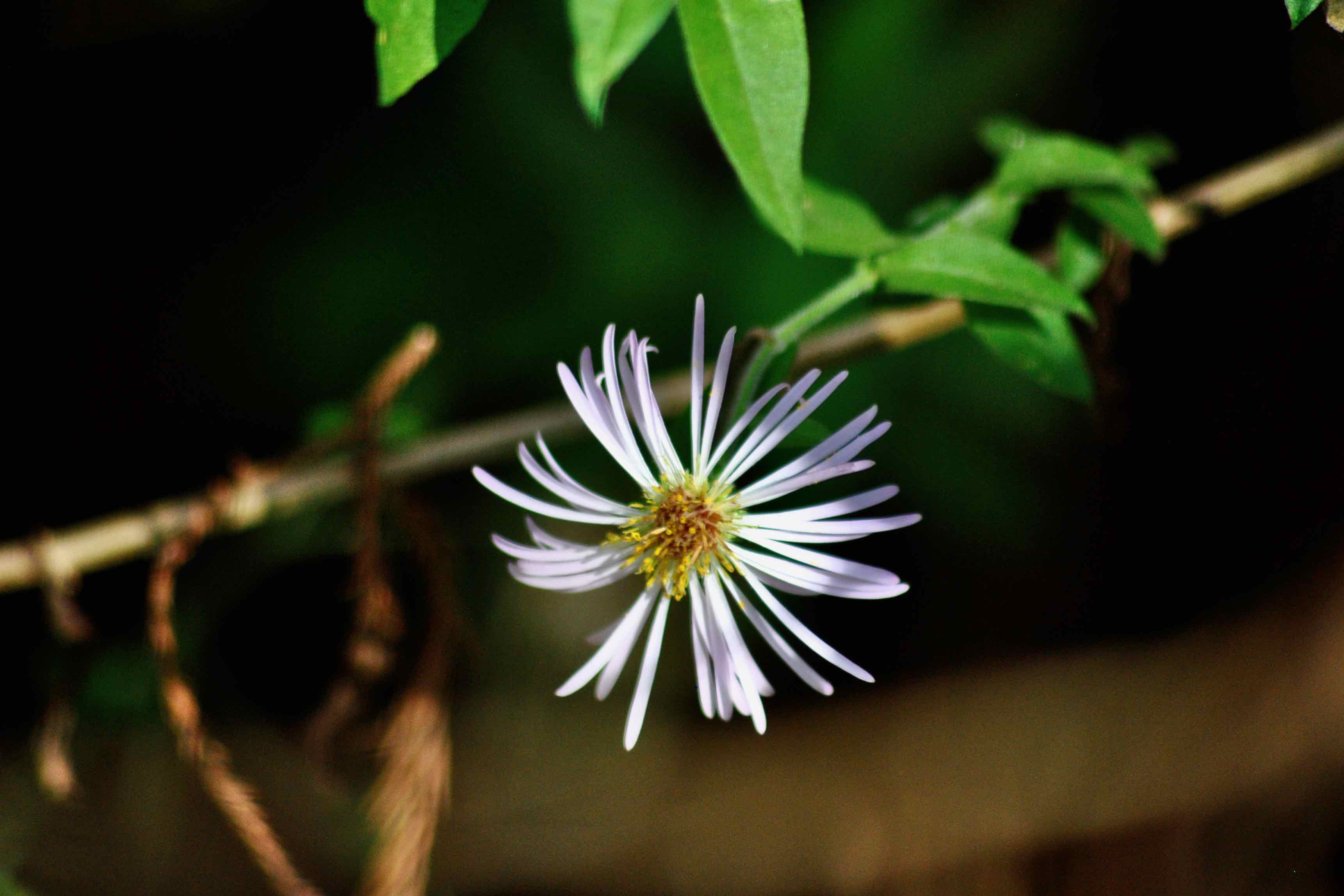 Climbing Aster