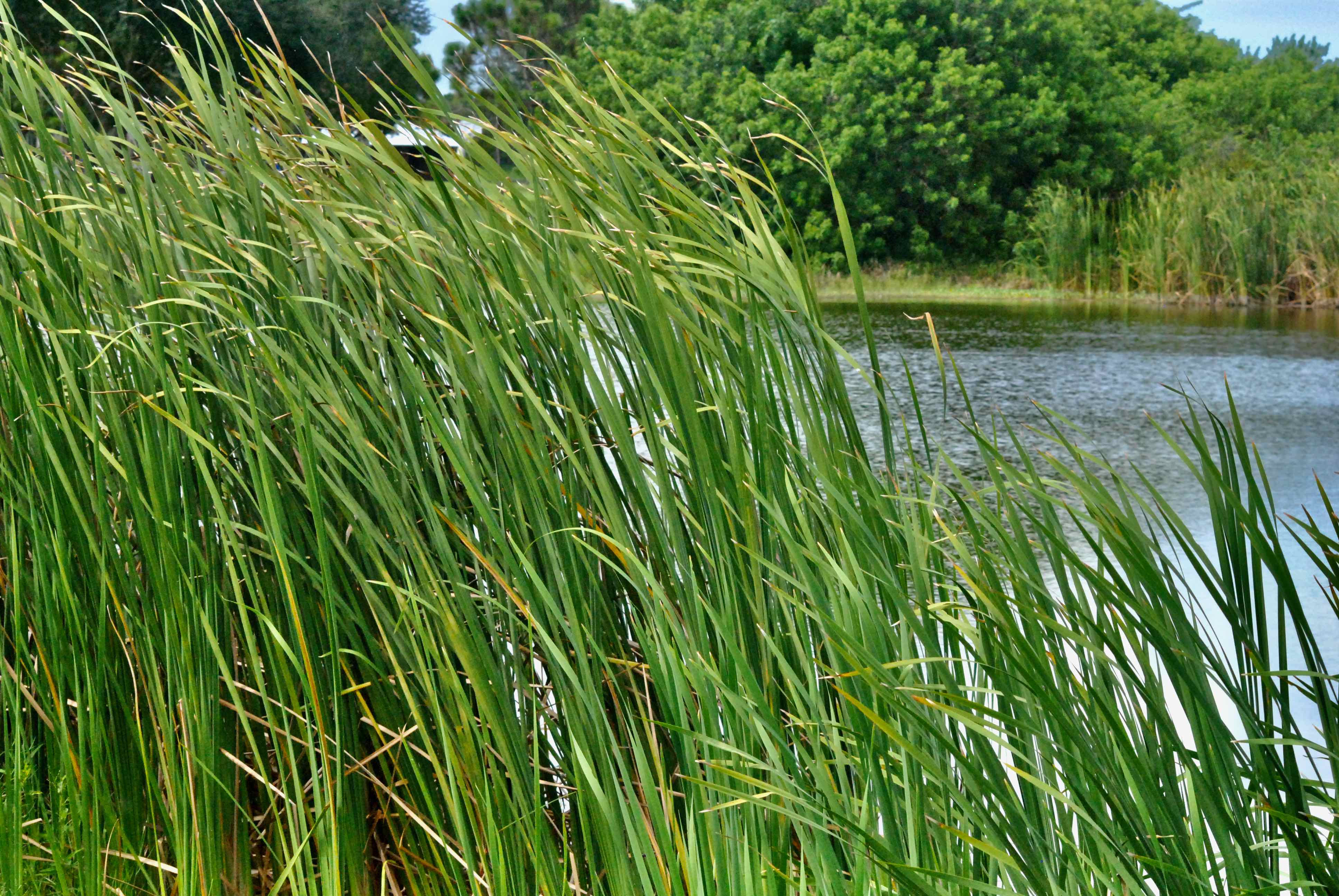 Common Cattails