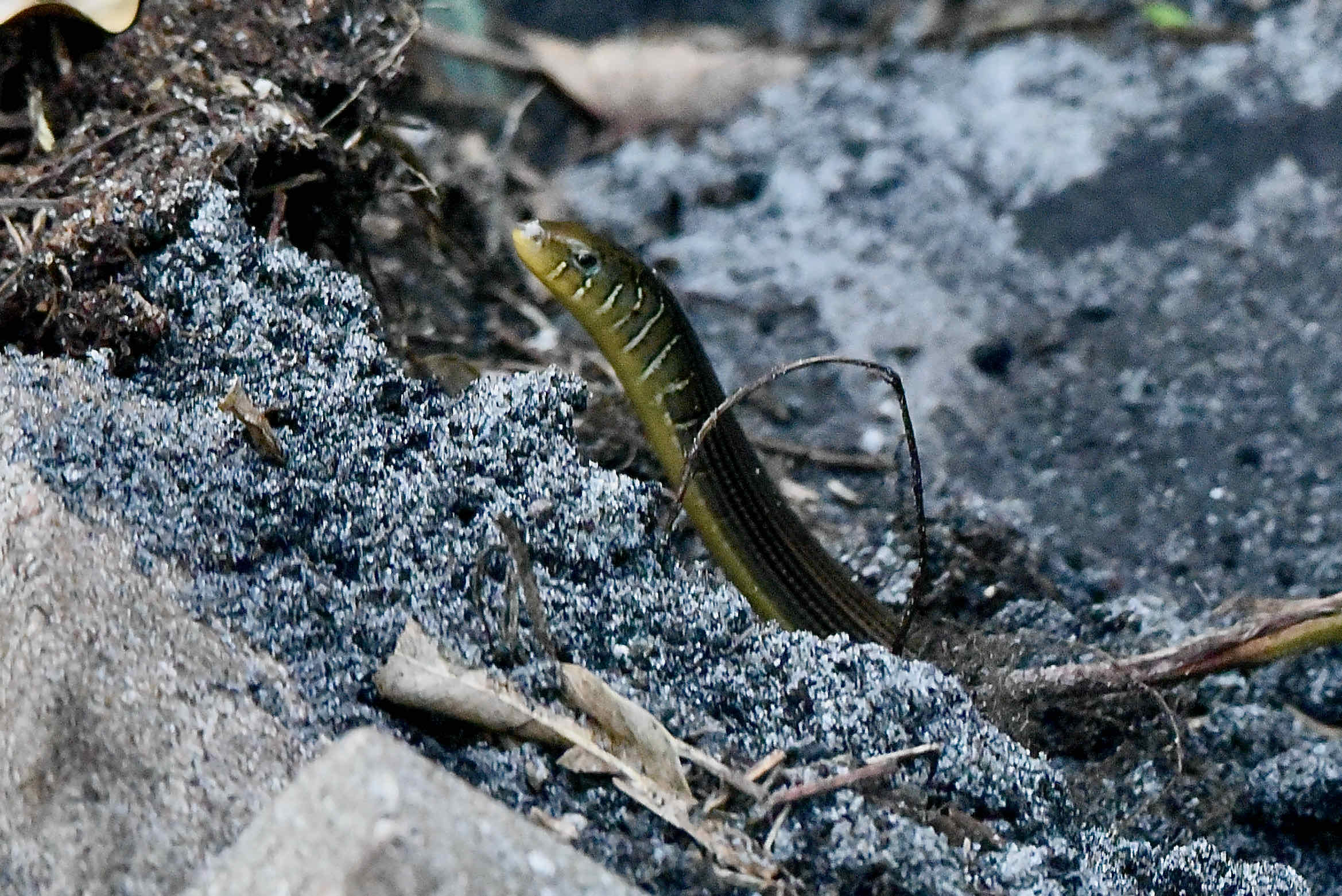 Eastern Glass Lizard