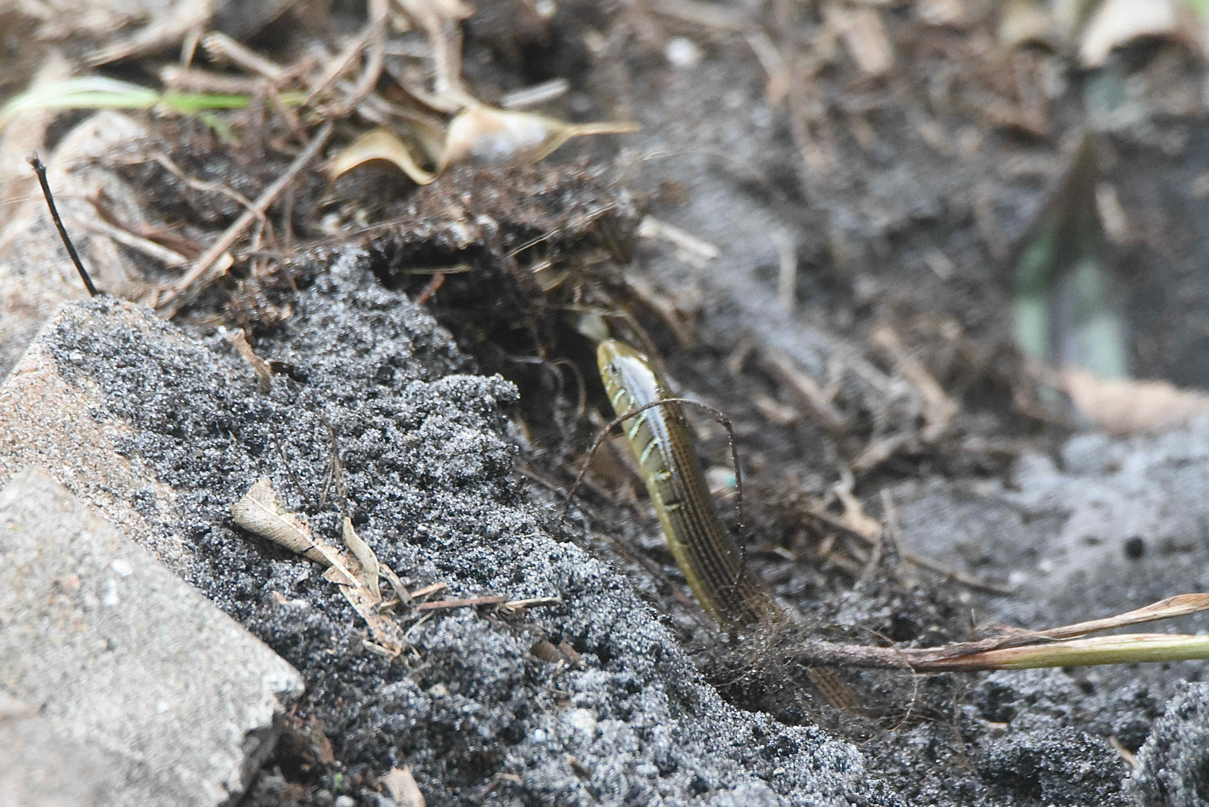 Eastern Glass Lizard