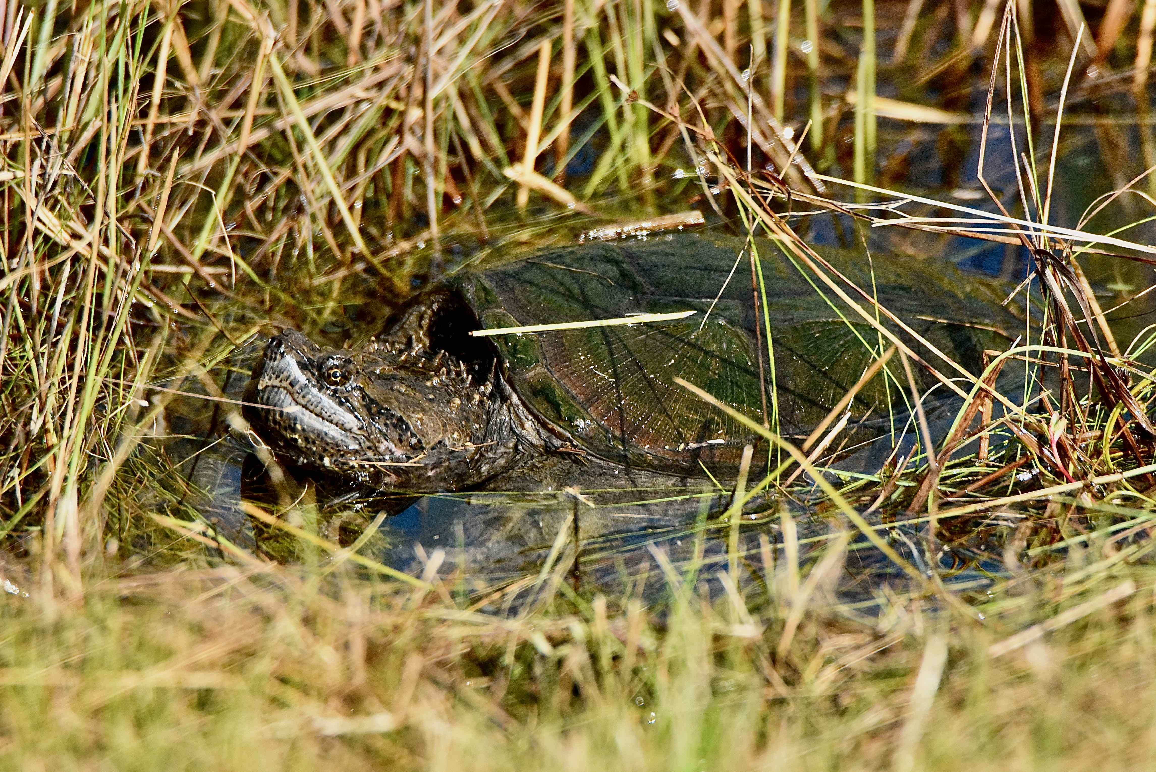Common Snapping Turtle