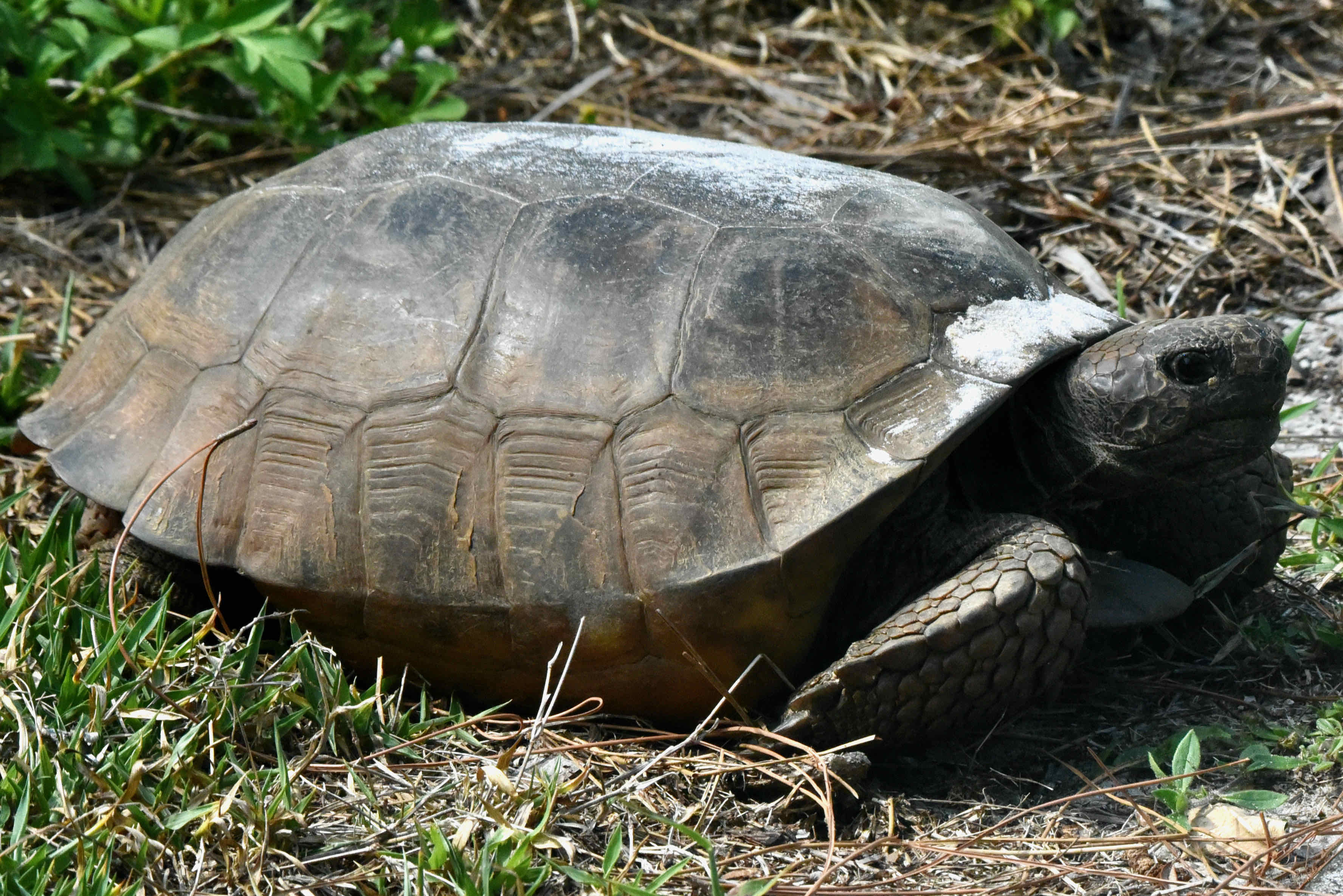 Gopher Tortoise