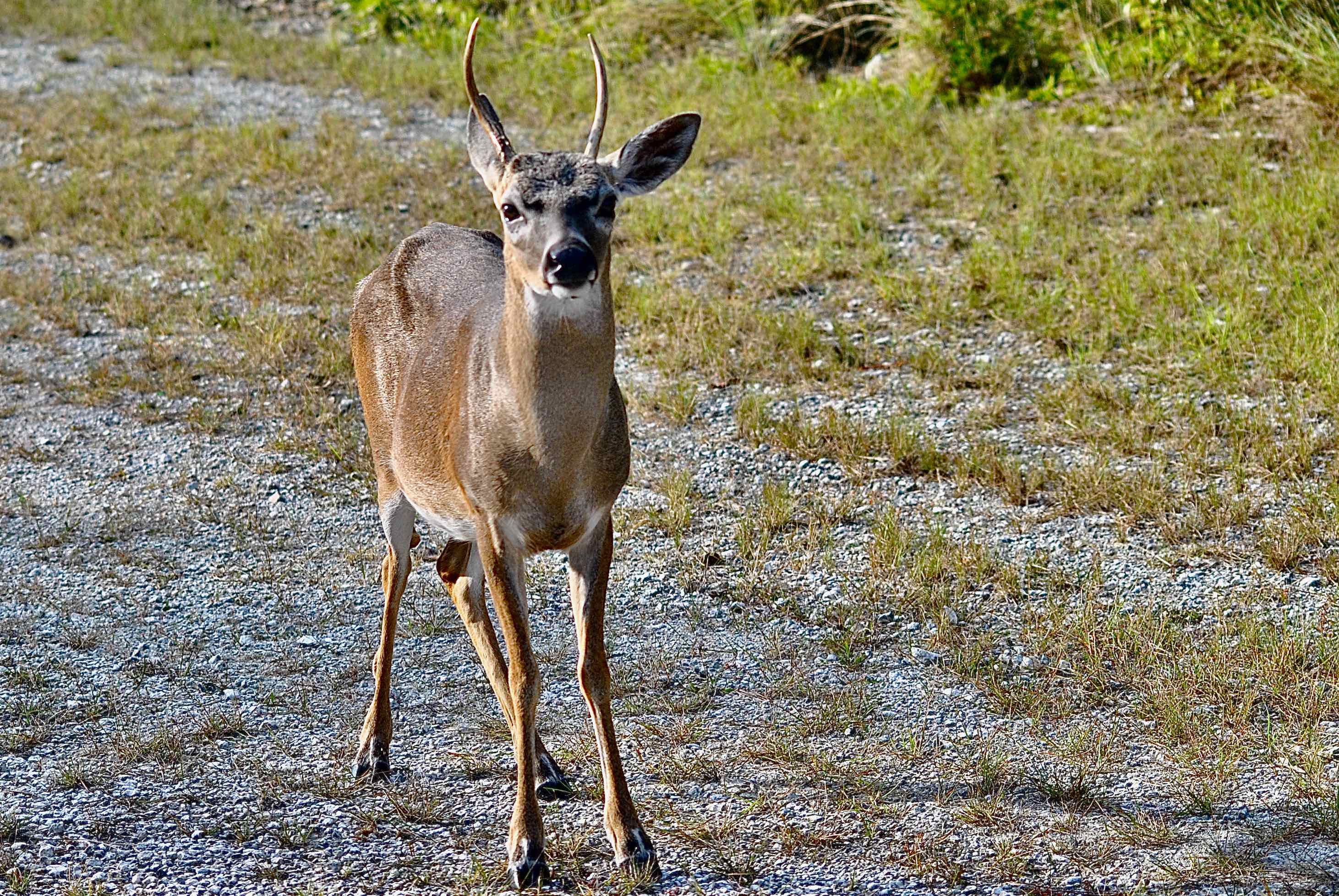 Big Pine Key Deer Refuge