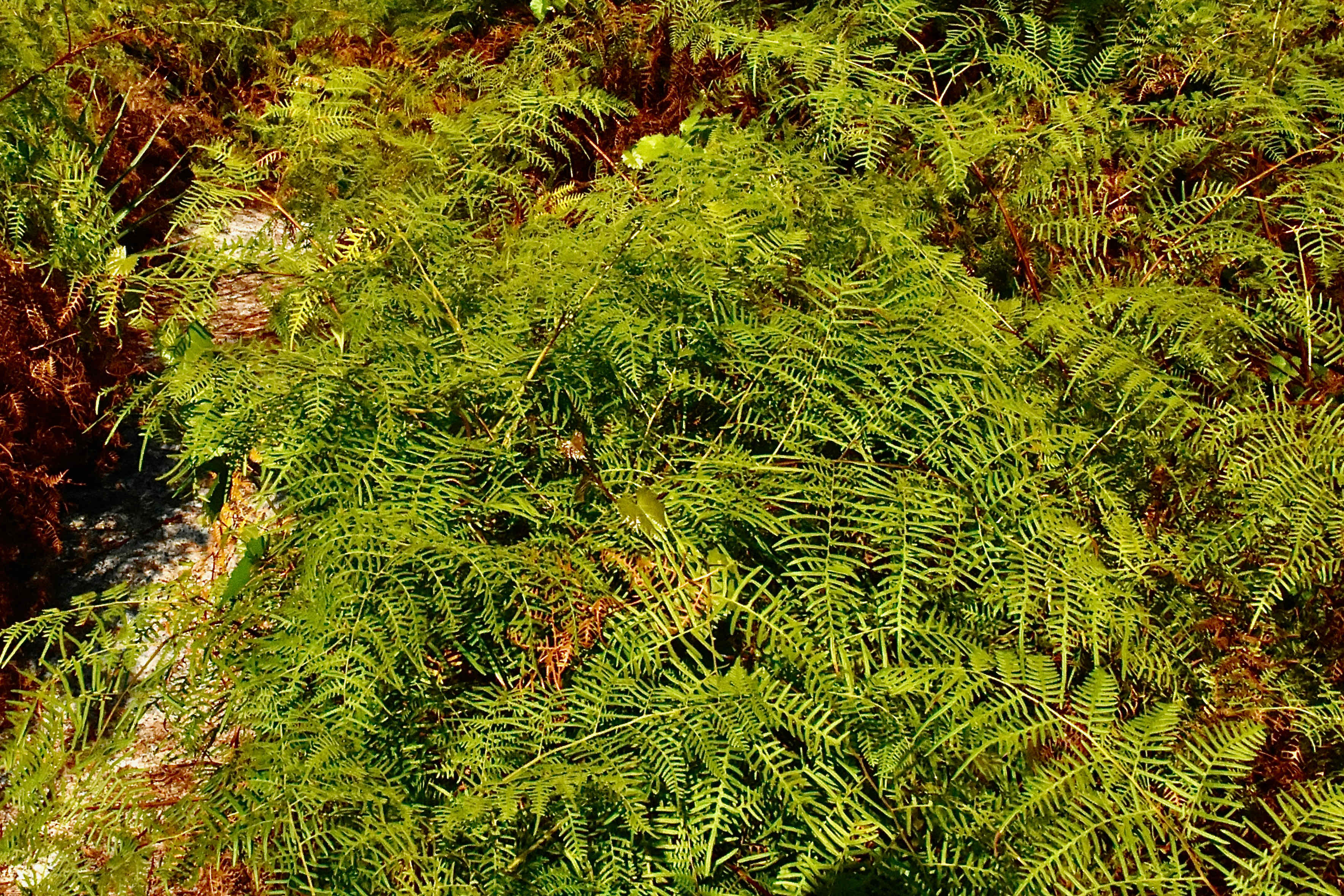Lacy Bracken Fern