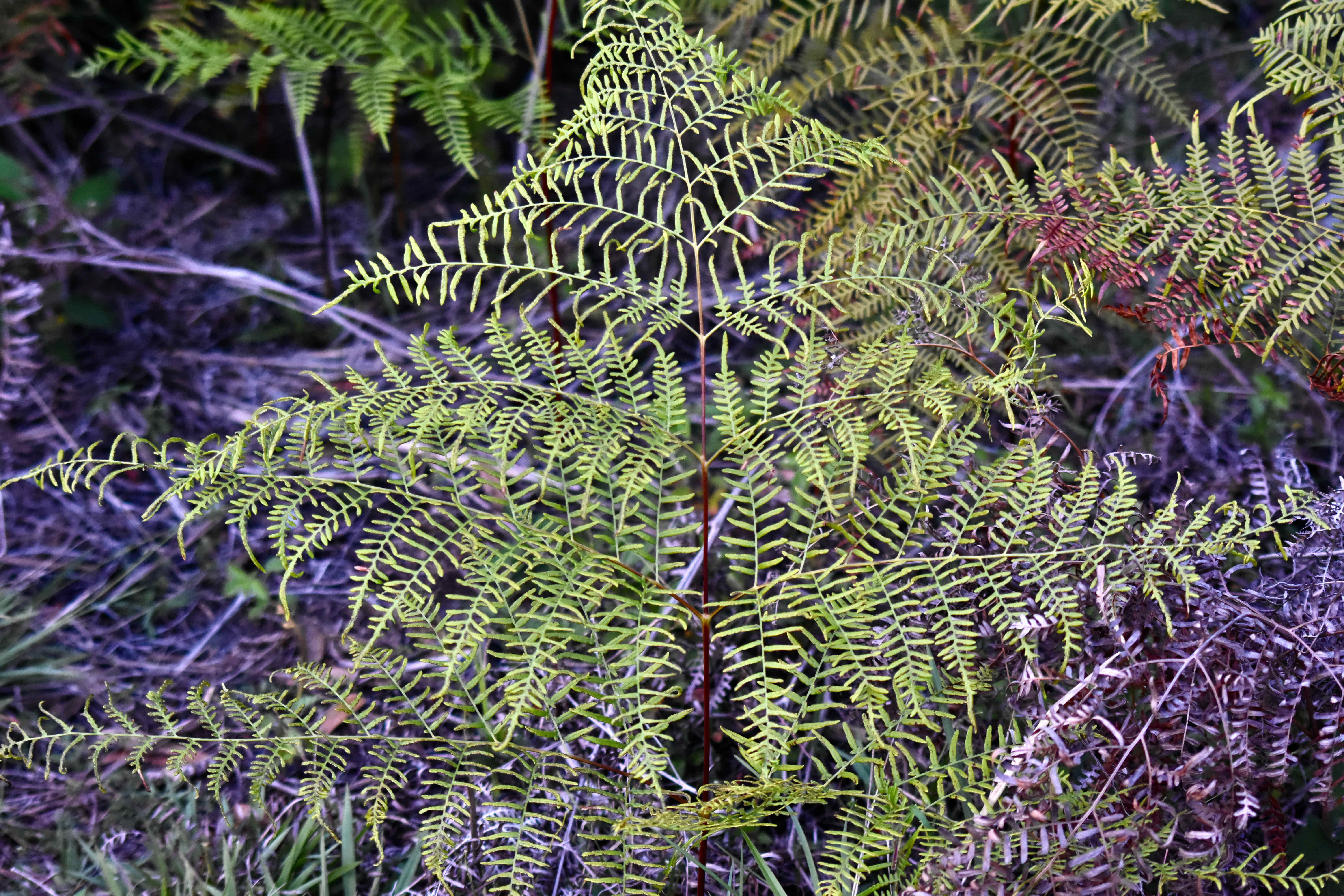 Lacy Bracken Fern