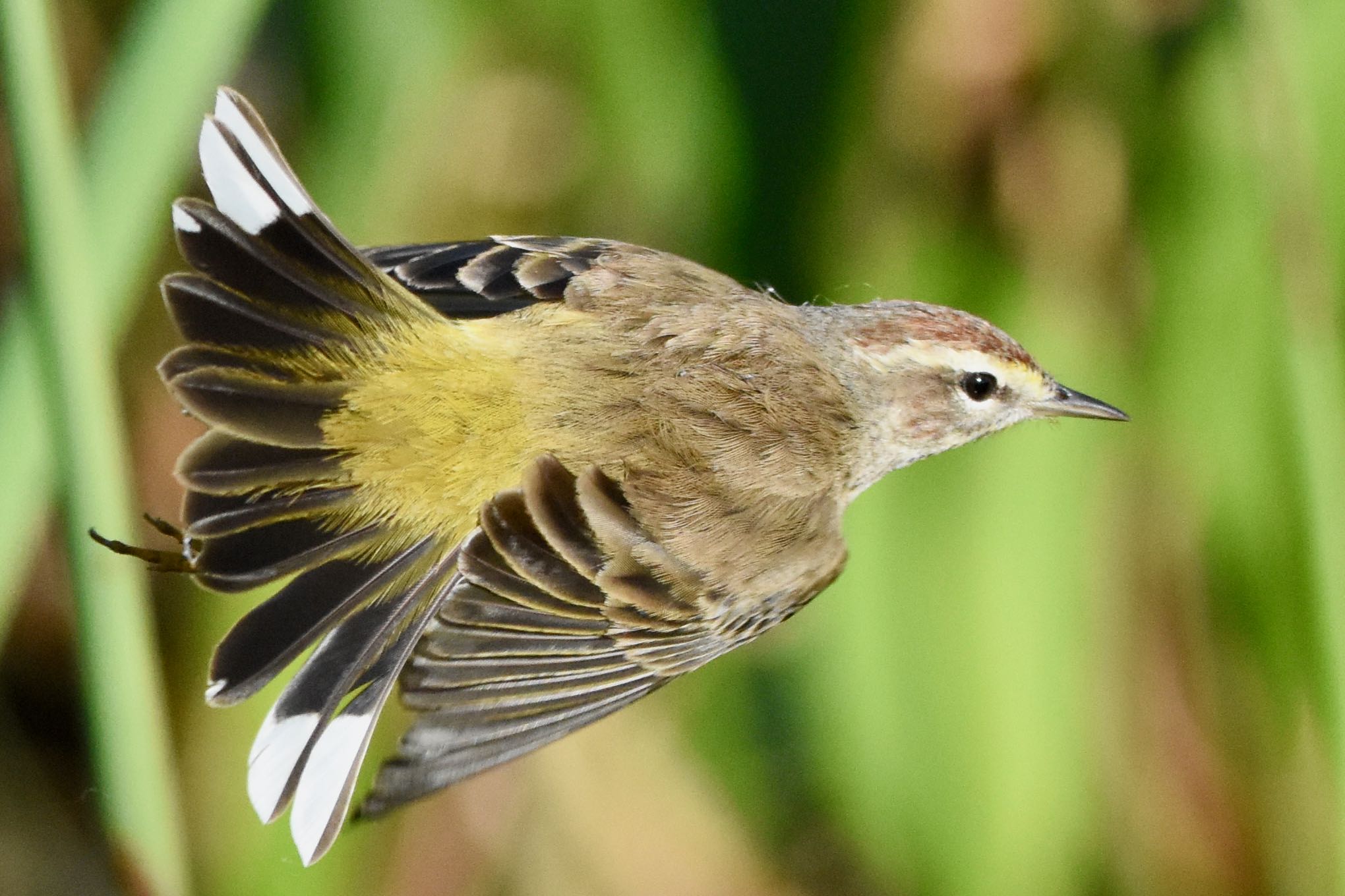 Palm Warbler