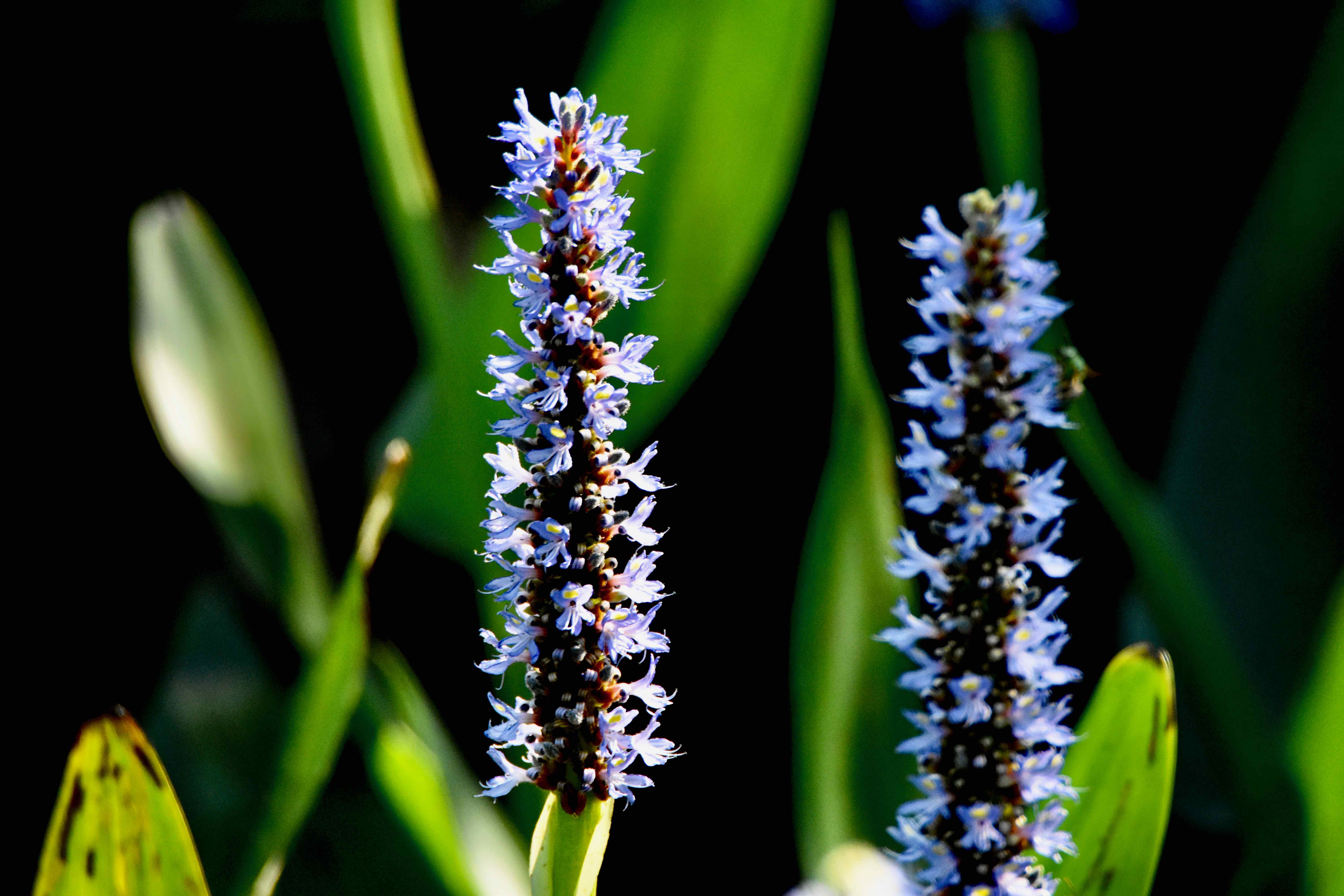 Pickerelweed