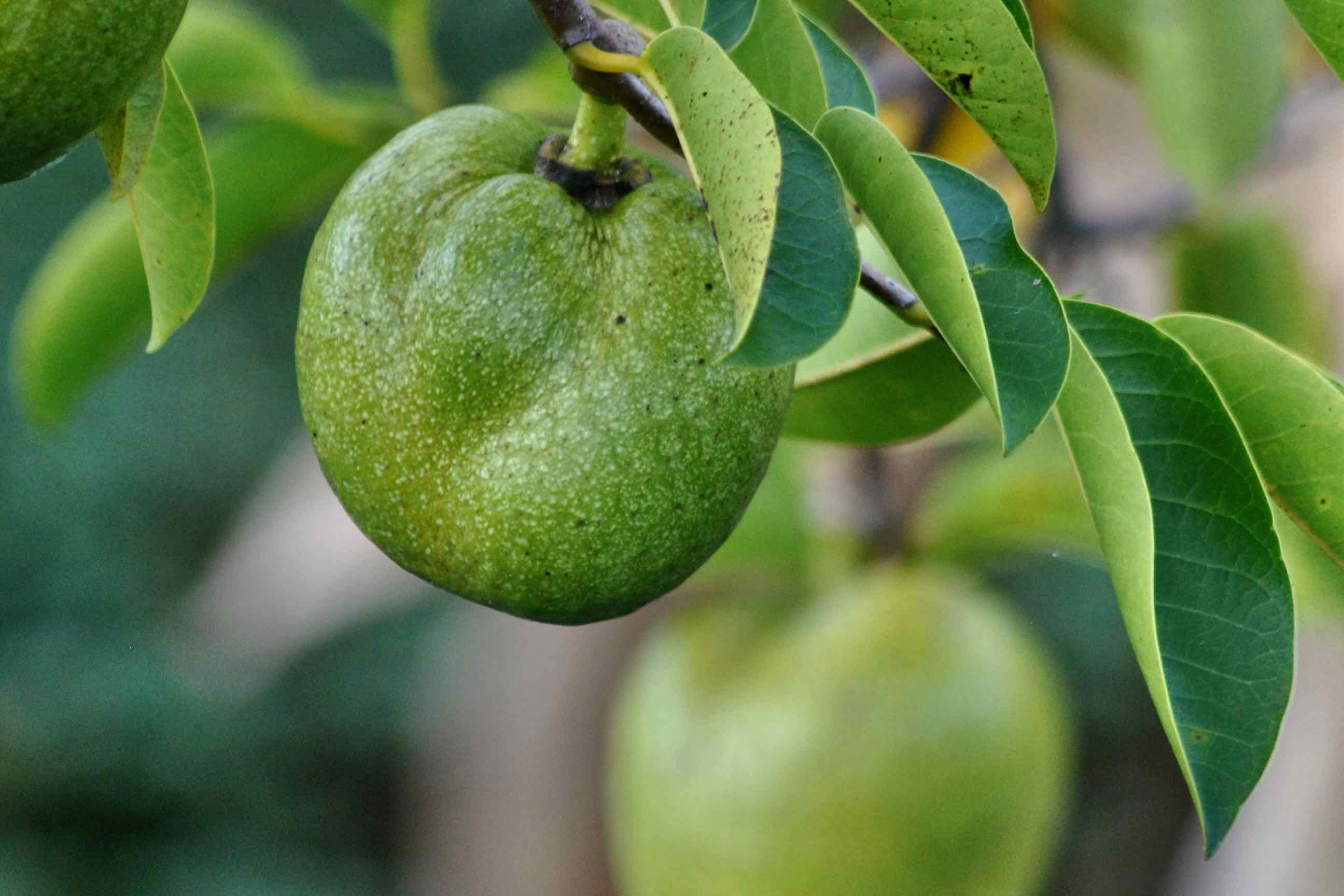 Christmas Day 1 A Killdeer in a Pond Apple Tree