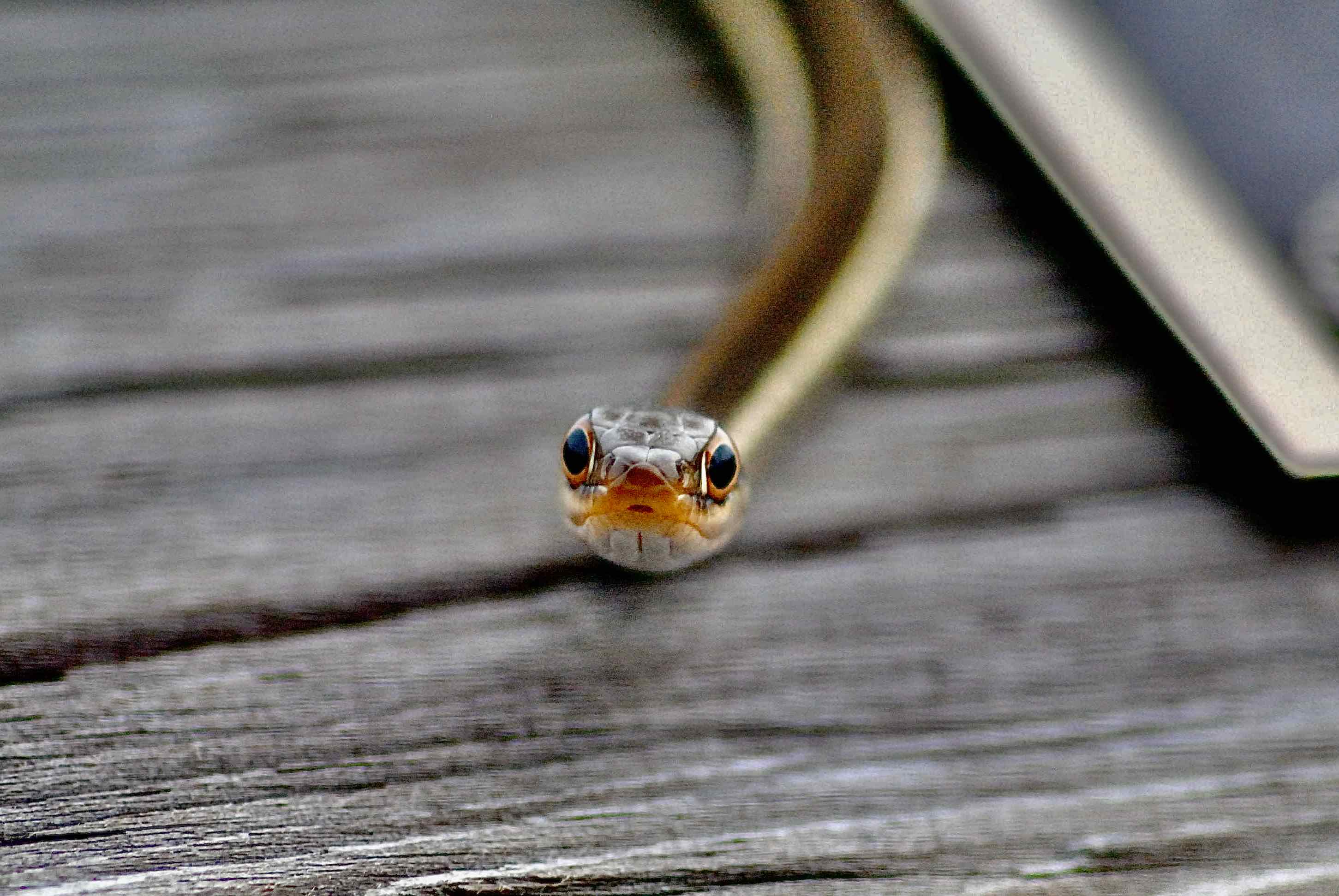 Eastern Ribbon Snake