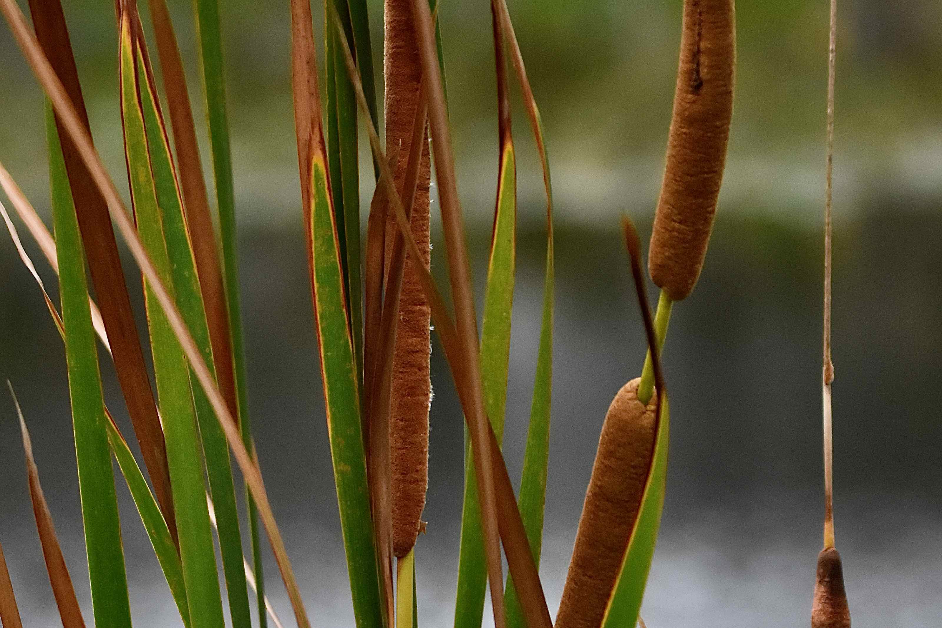 Southern Cattails