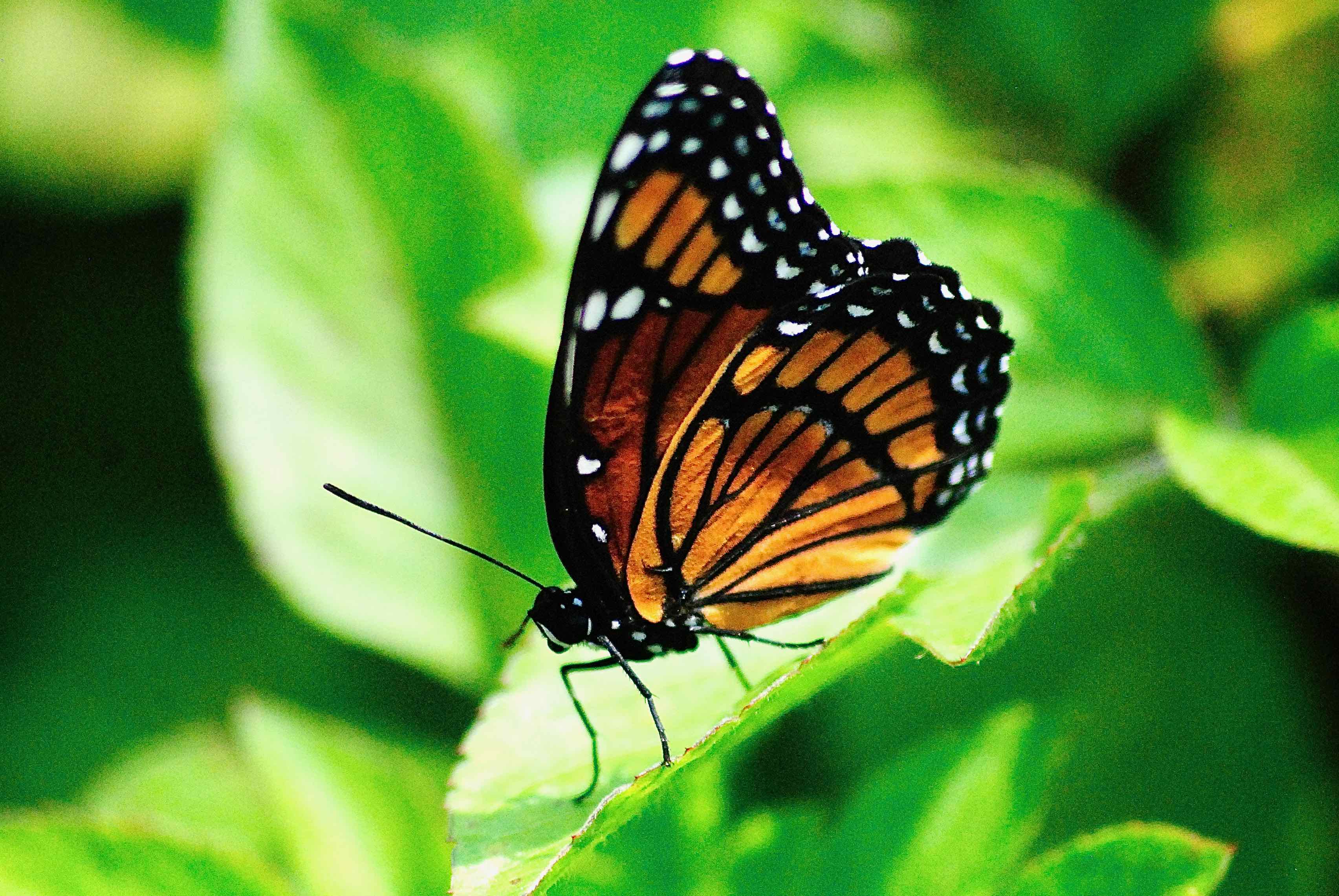 Viceroy Butterfly