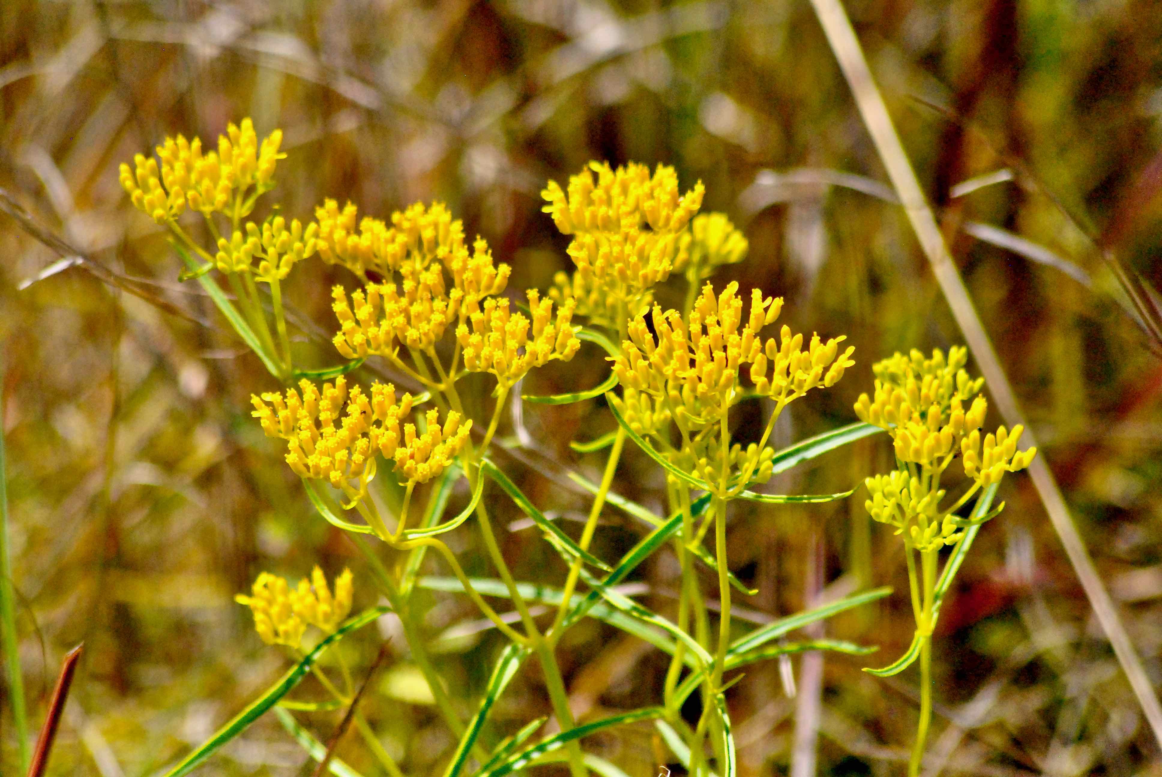 Narrowleaf Yellowtops