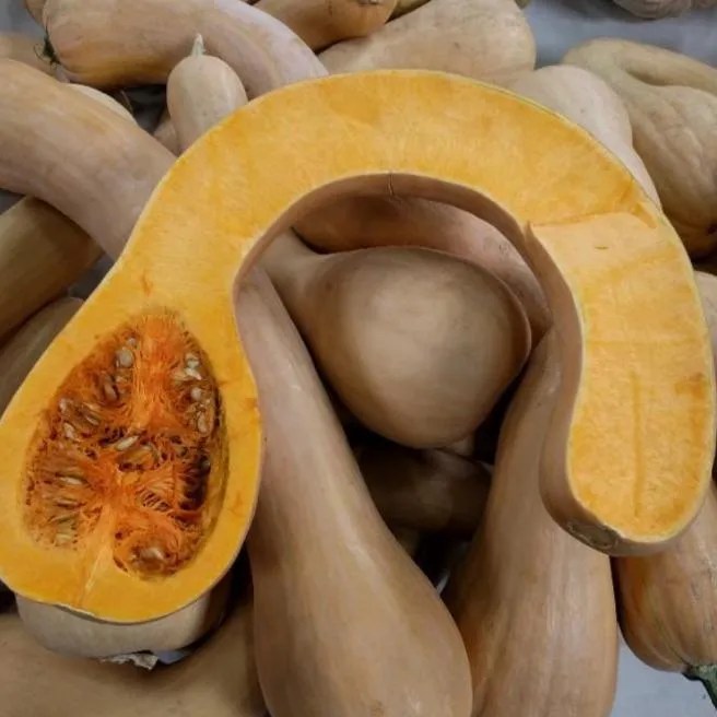 Squash, Tahitian Melon Wild Spirits Farm Garden Plant Nursery in