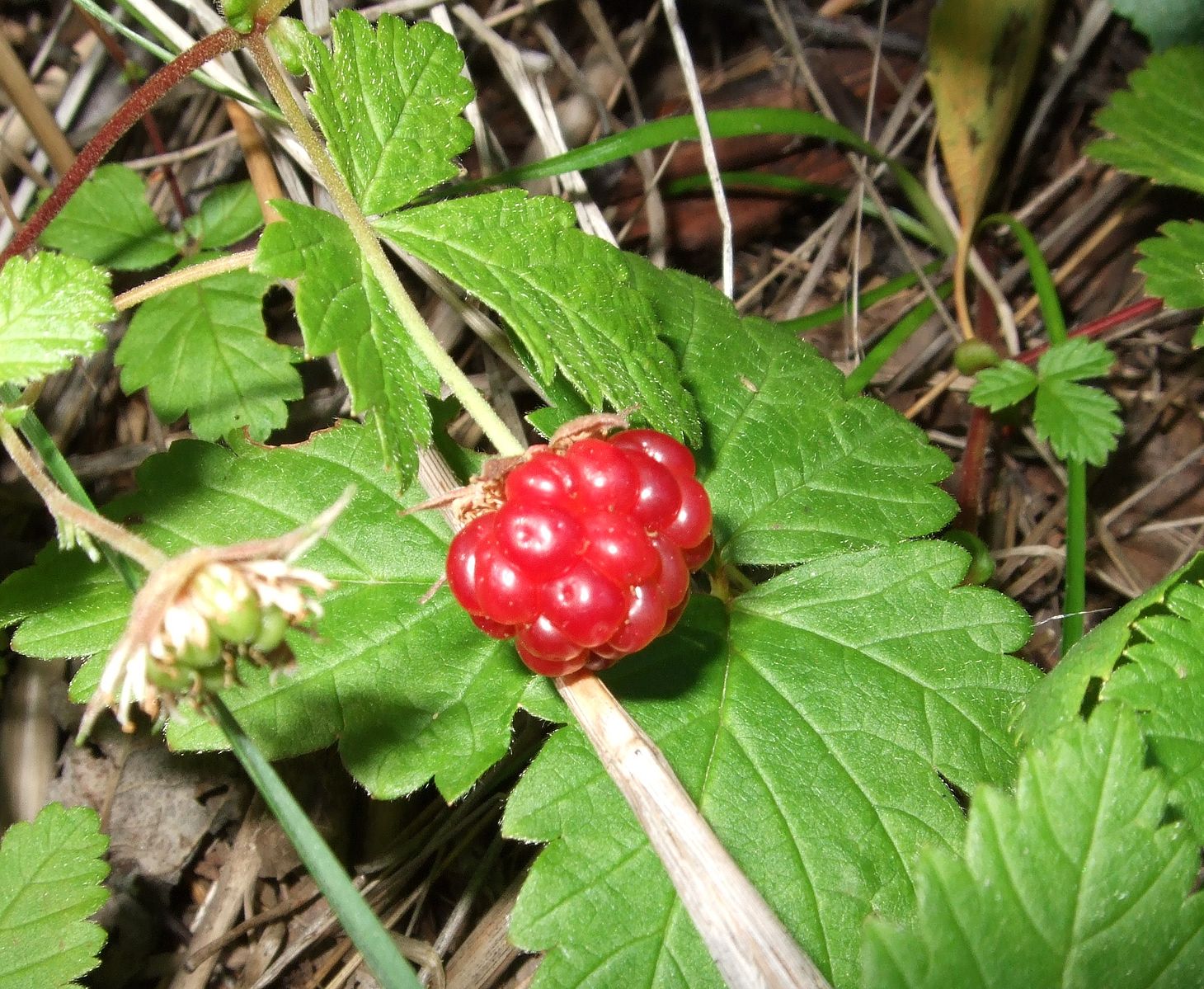 Arctic Raspberry, Rubus Arcticus Wild Tater