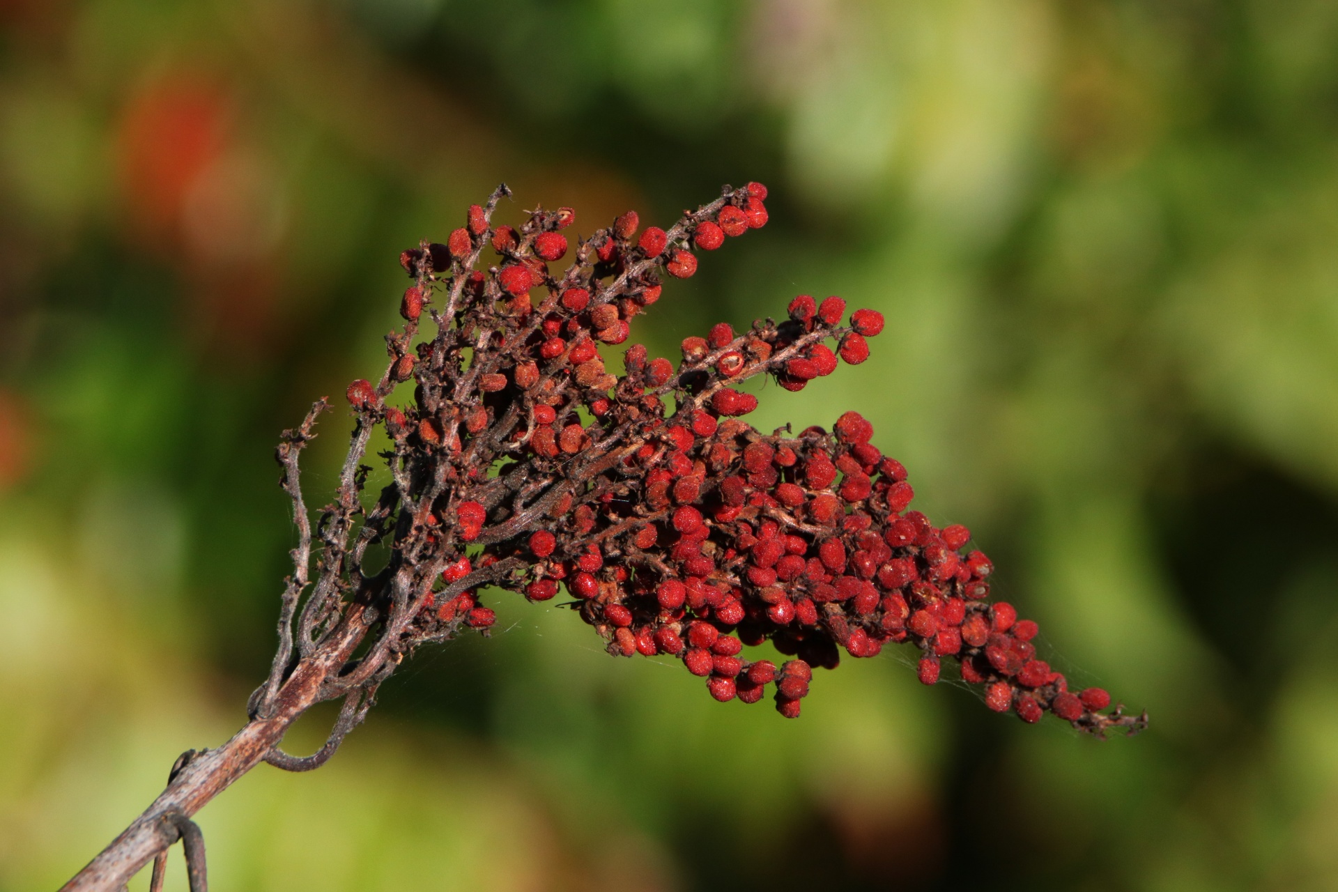 Smooth Sumac, Rhus Glabra Wild Tater