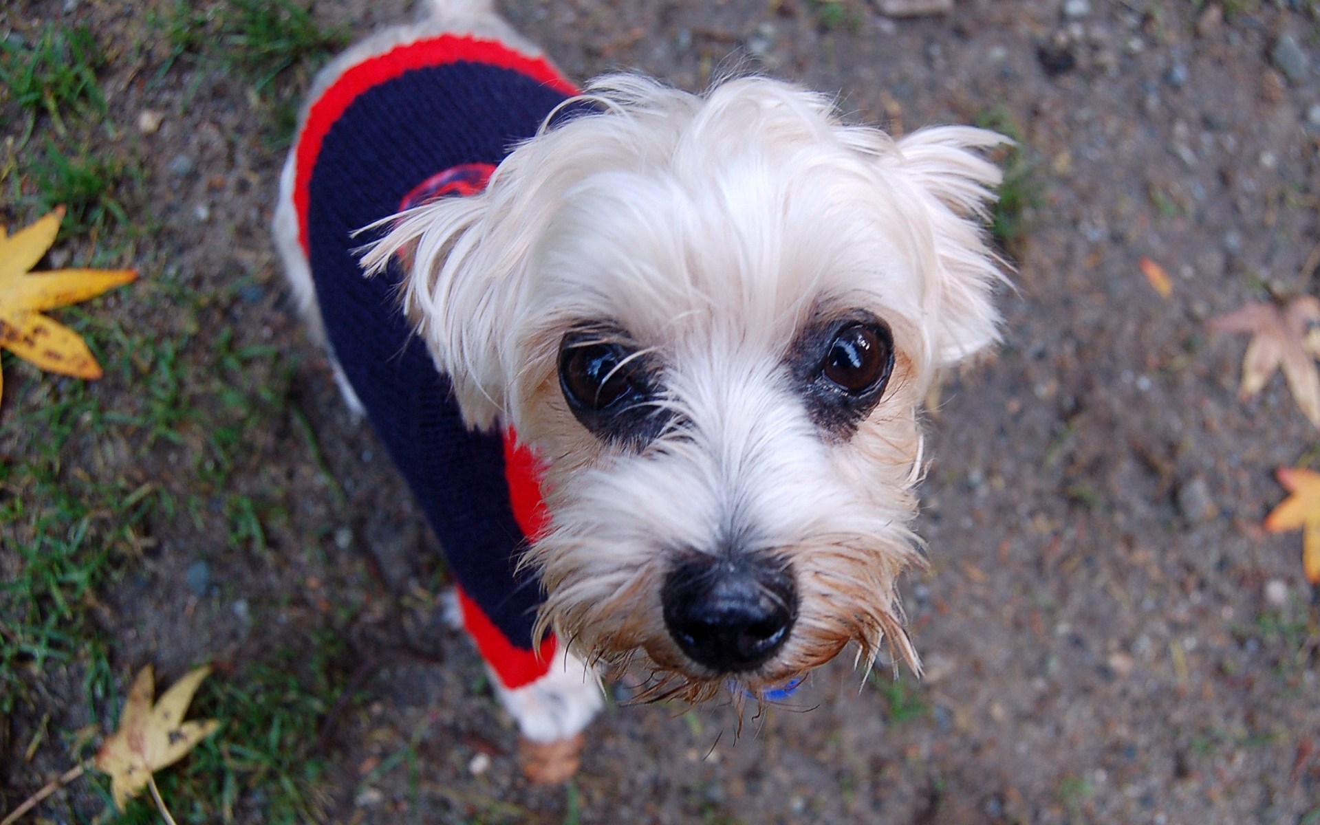 Testimonials Wild Thyme Dogs