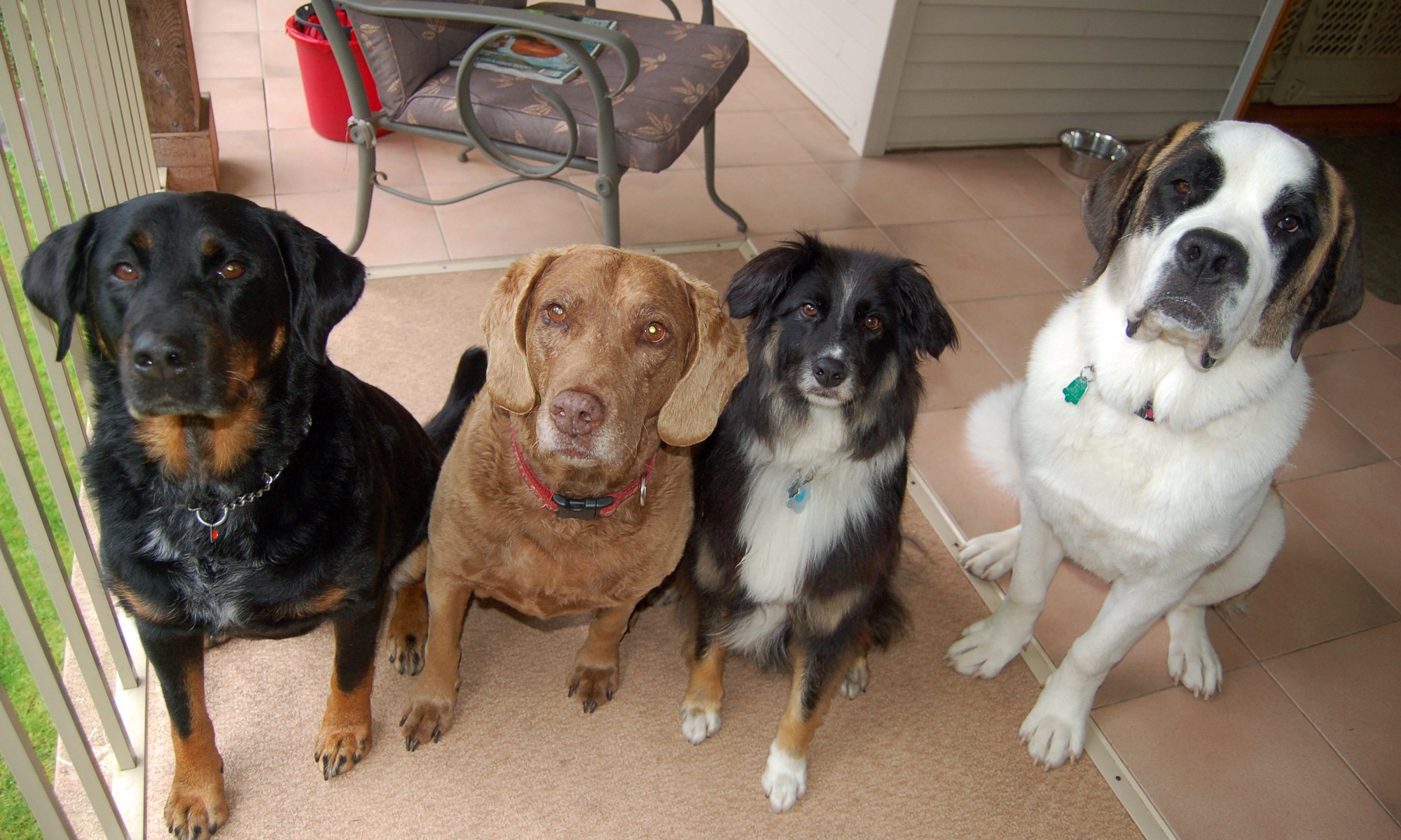 Testimonials Wild Thyme Dogs