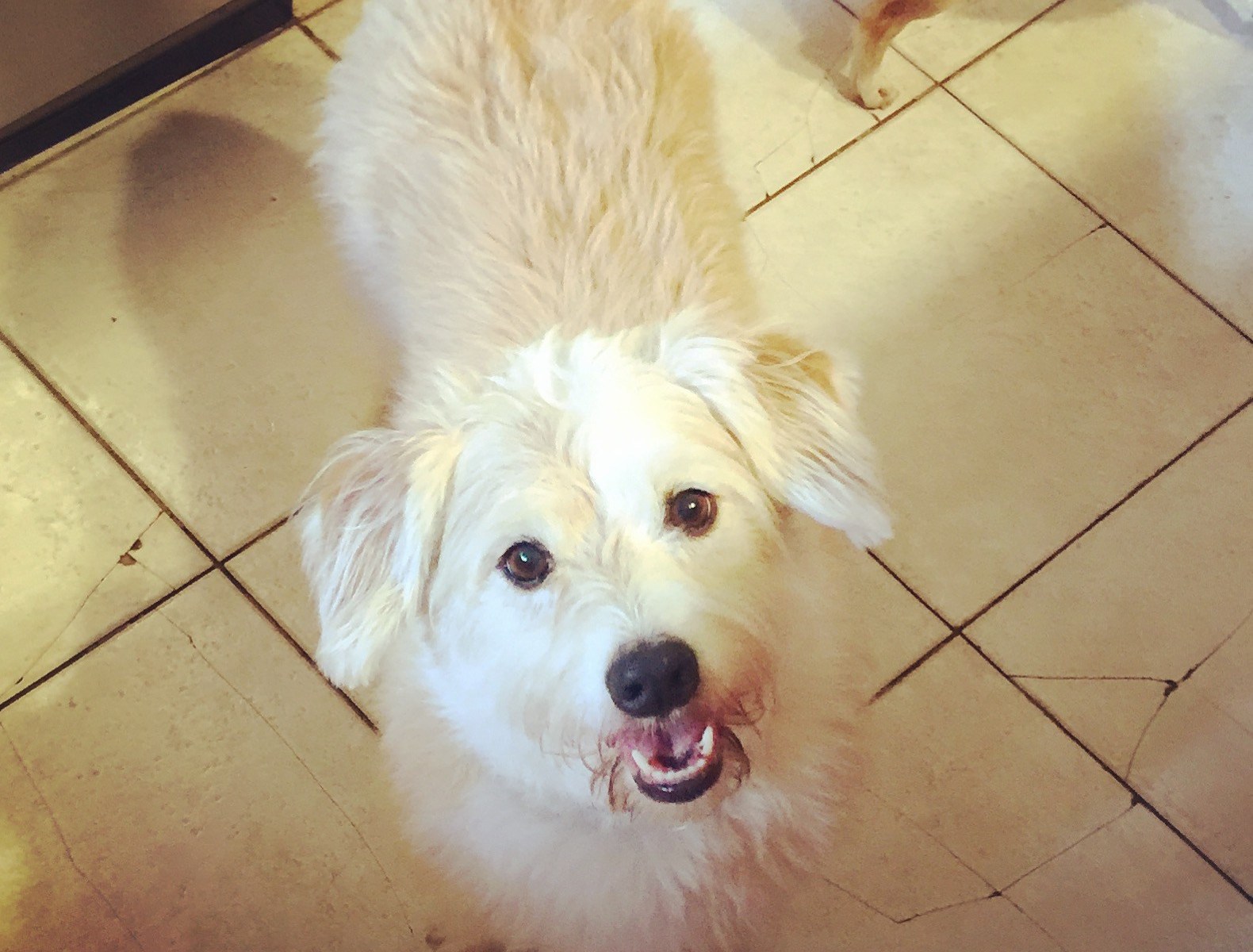 Testimonials Wild Thyme Dogs