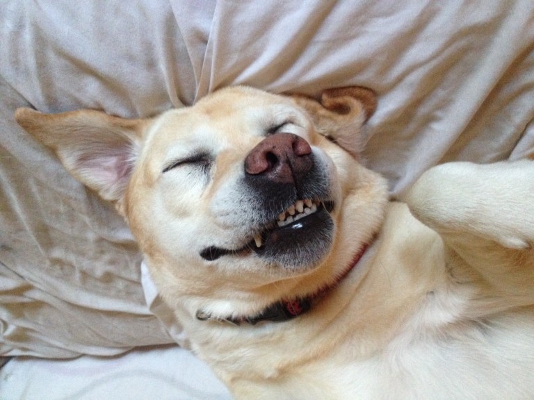 Gallery Wild Thyme Dogs