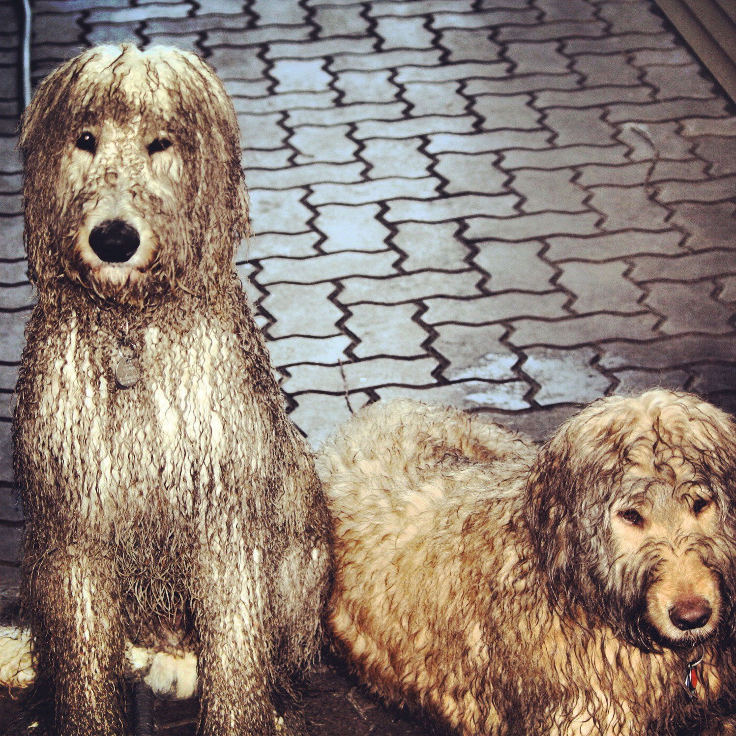 Gallery Wild Thyme Dogs