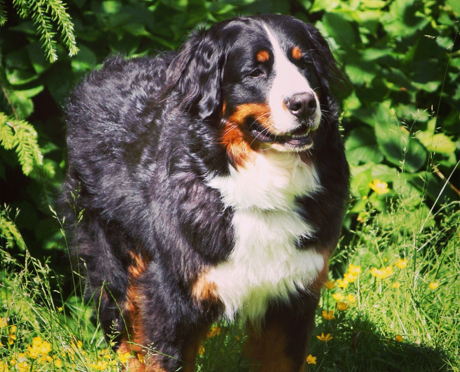 Testimonials Wild Thyme Dogs