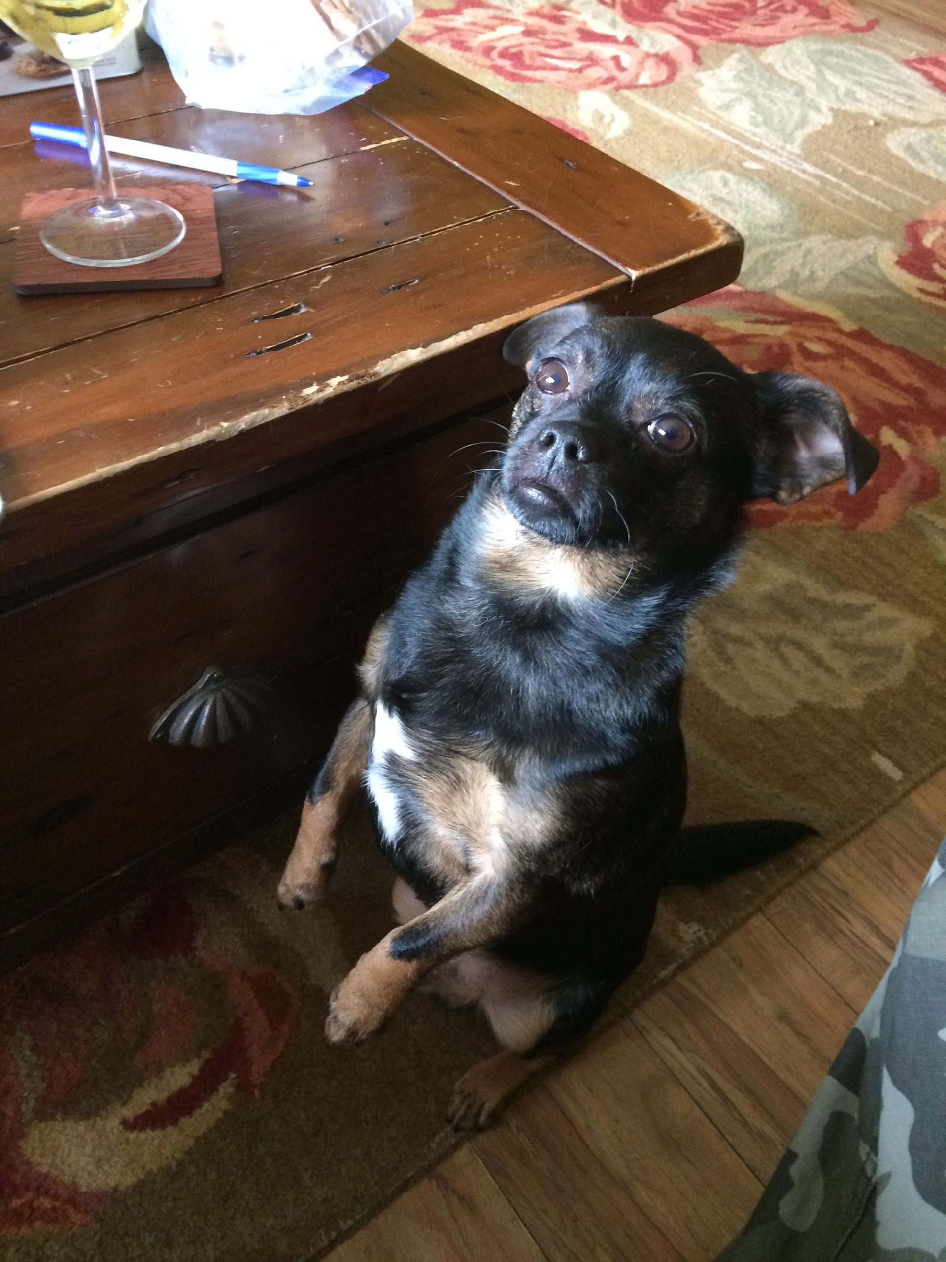 Gallery Wild Thyme Dogs