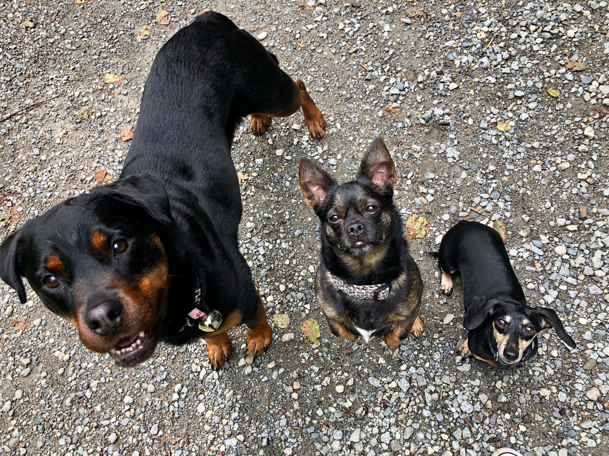 Dog Daycare Wild Thyme Dogs