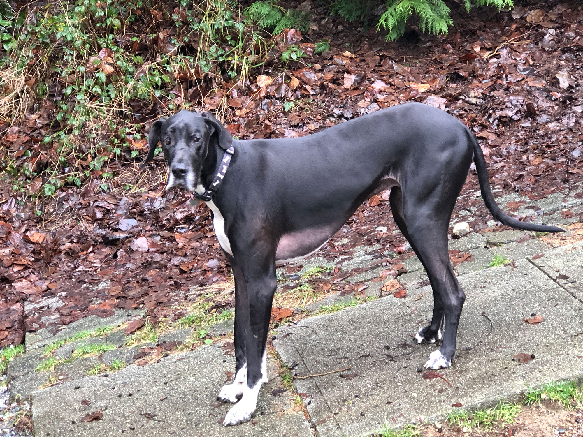 Gallery Wild Thyme Dogs