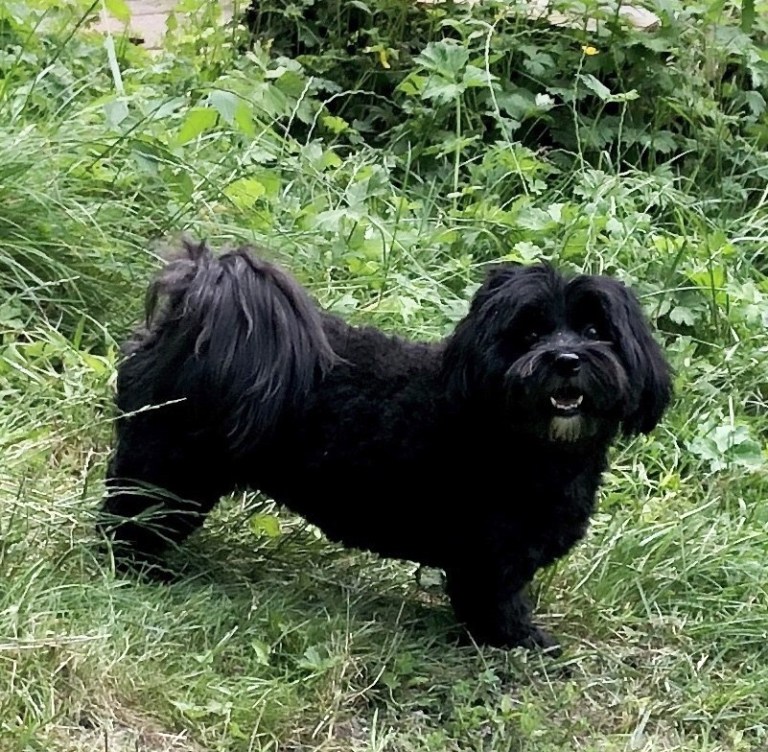 Testimonials Wild Thyme Dogs