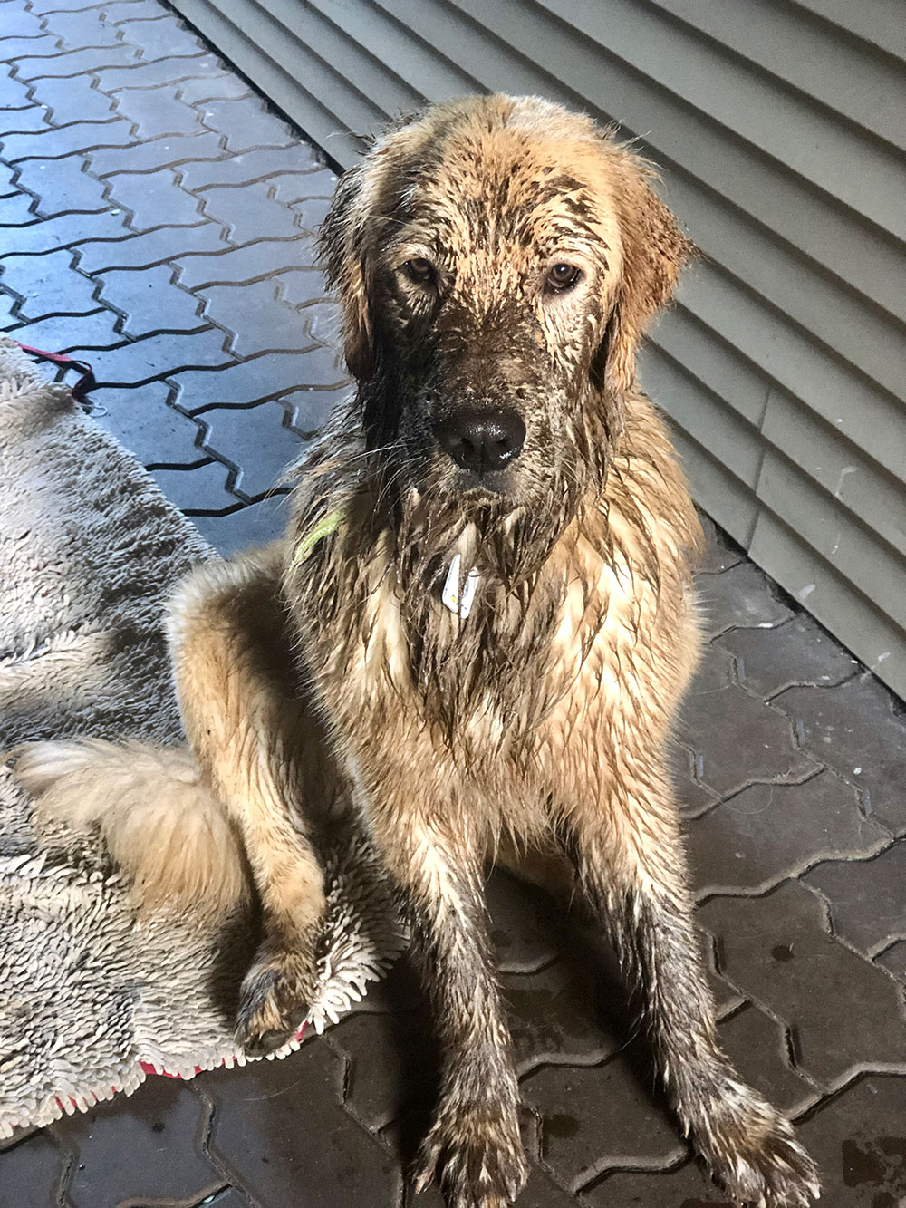 Gallery Wild Thyme Dogs