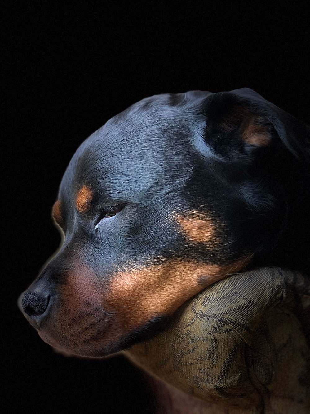 Boarding Wild Thyme Dogs