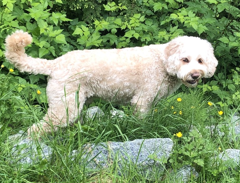 Testimonials Wild Thyme Dogs