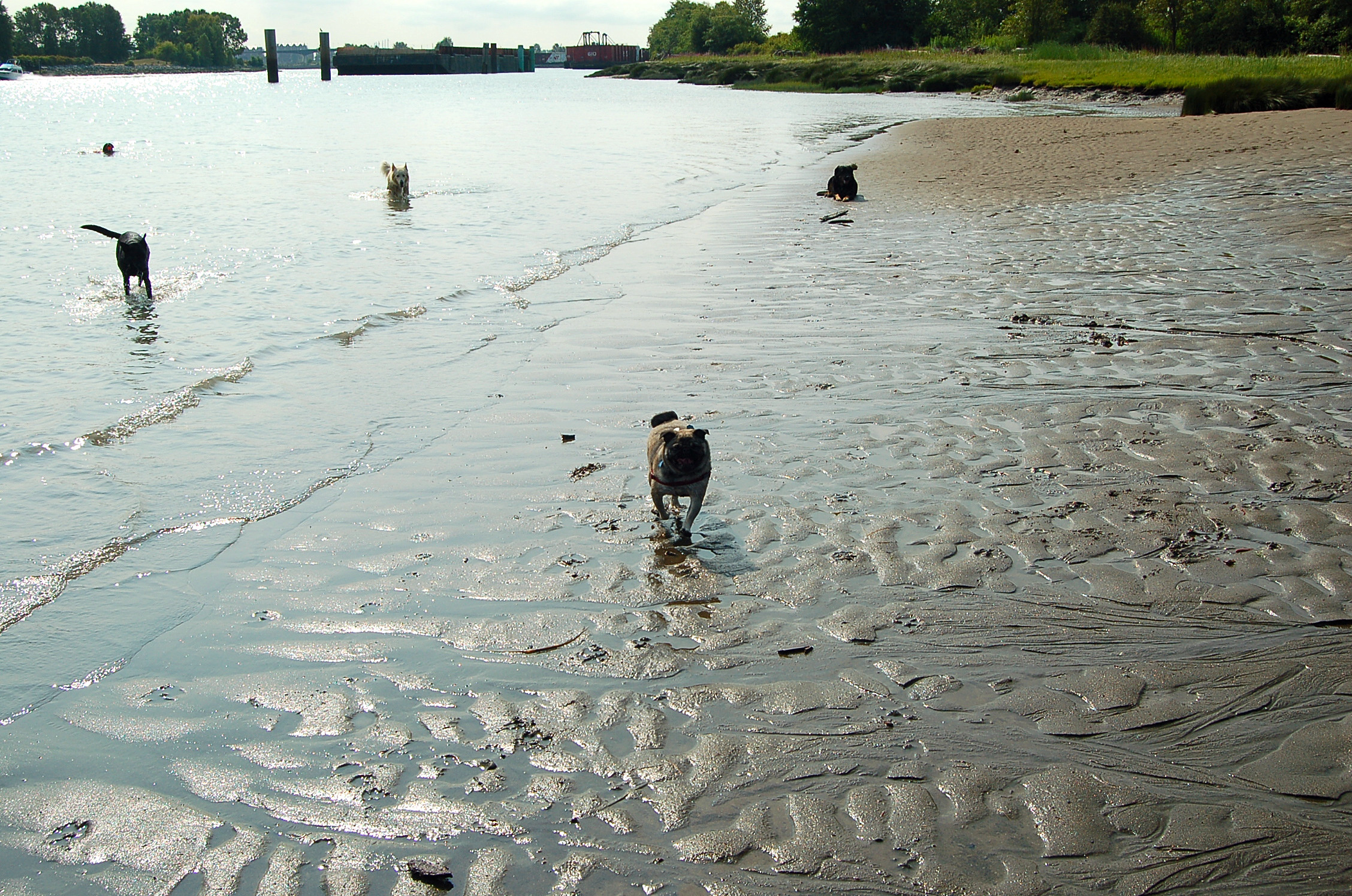 Out at the beach. Wild Thyme Dogs blogs