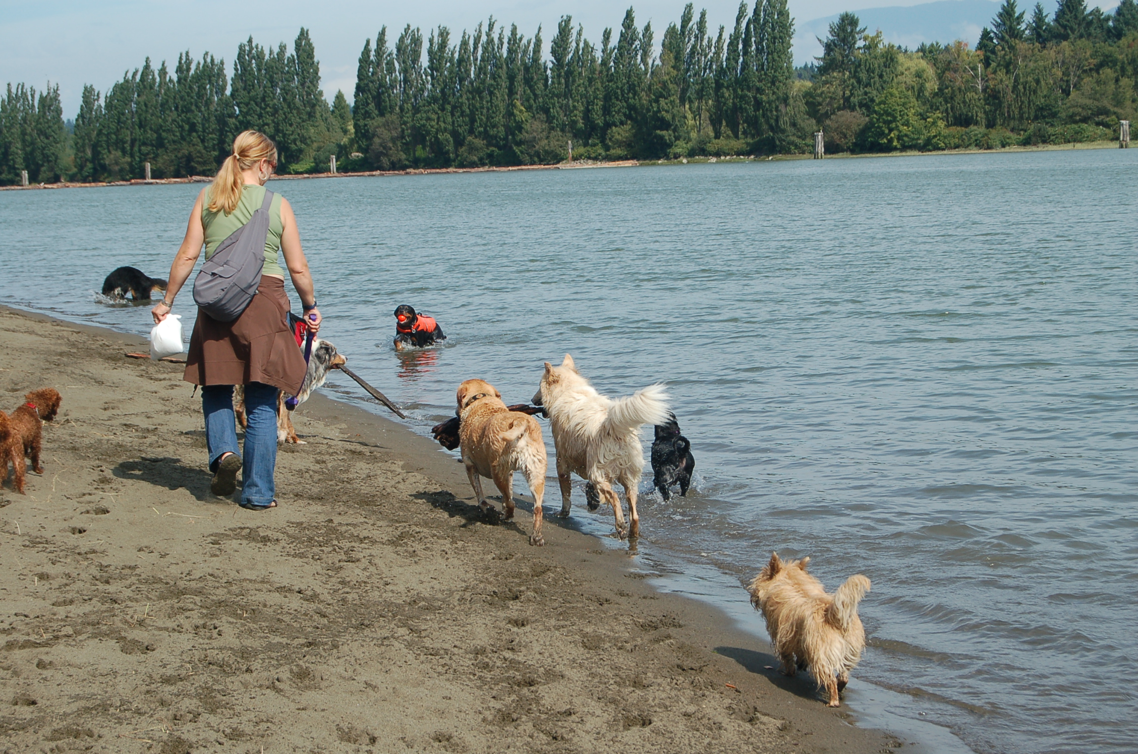 Out at the beach. Wild Thyme Dogs blogs