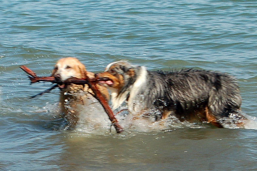Out at the beach. Wild Thyme Dogs blogs