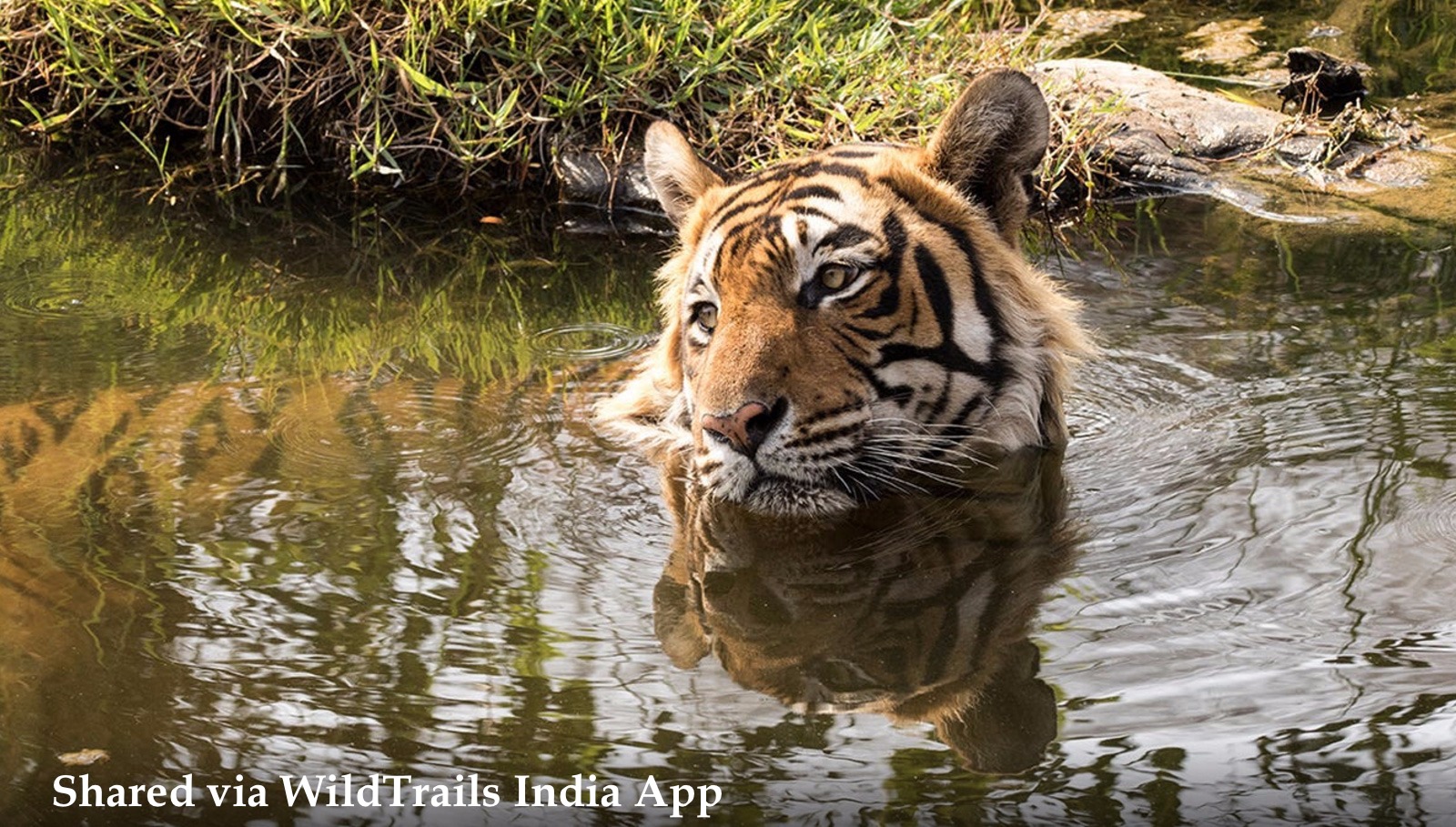 Best Season to Visit Kanha National Park