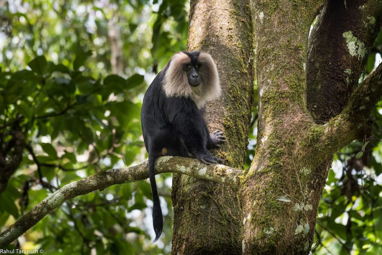Valparai, hidden wildlife jewel of the south WildTrails