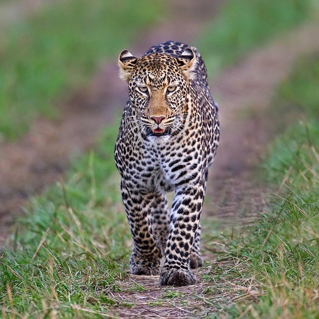 Leopard Ghost of the Forest by Sanket Reddy
