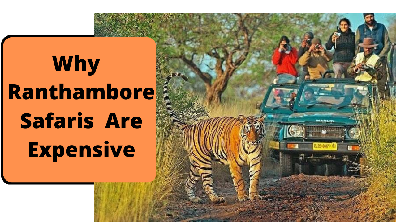 Why Ranthambore Safaris Are Expensive