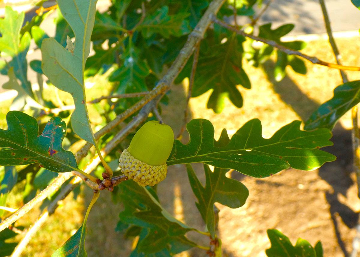 White Oak For Sale Deer Love Oak Trees Wildtree