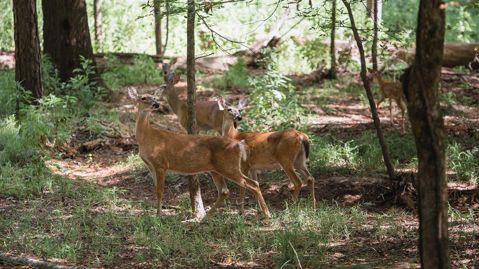 Why Is Planting a Soft Edge Important for Deer?