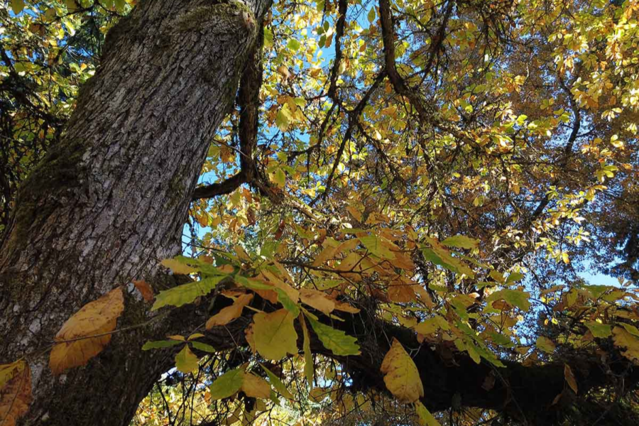 Swamp White Oak Trees For Sale Wildtree