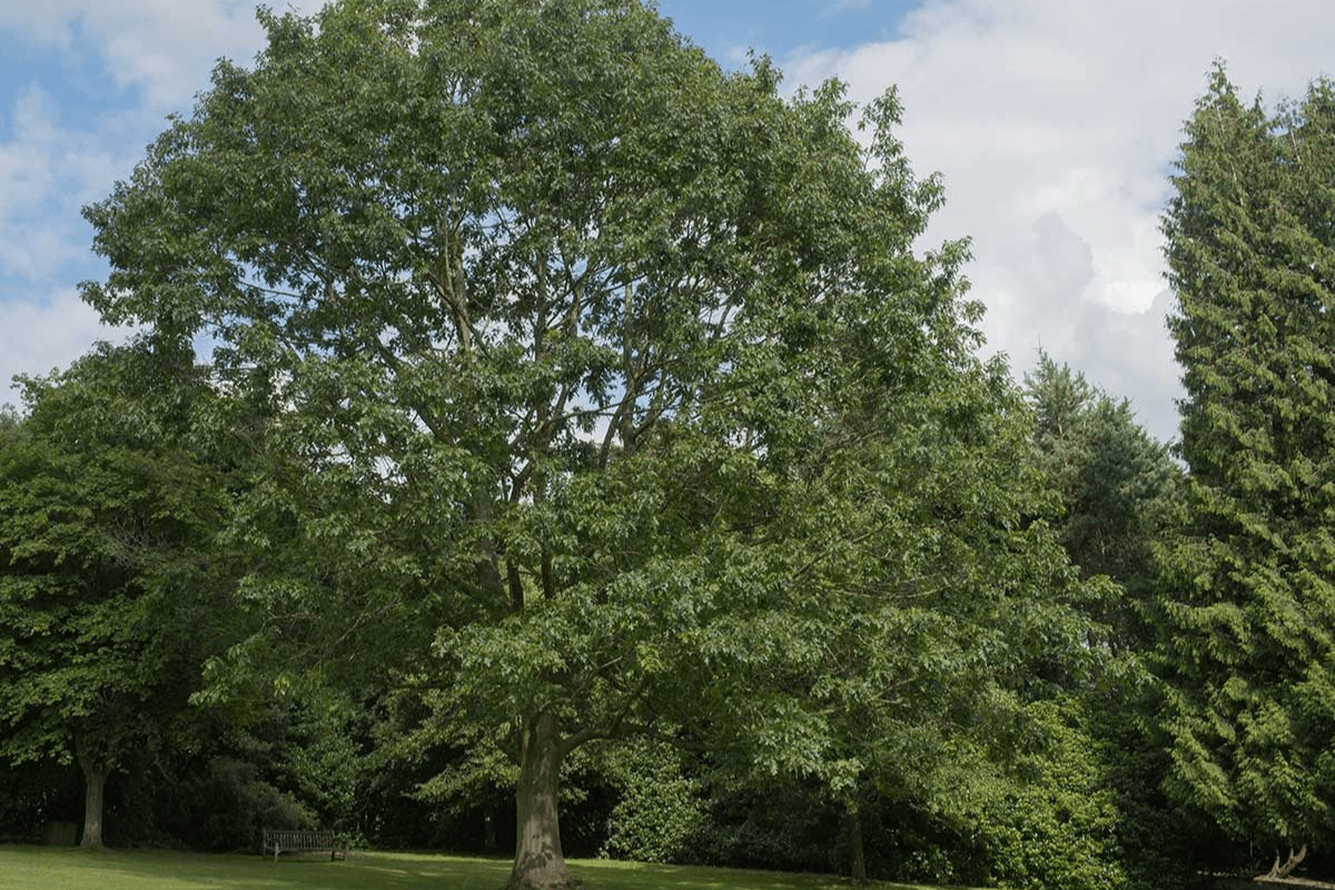 Shop Wildlife Trees & Shrubs Wildtree