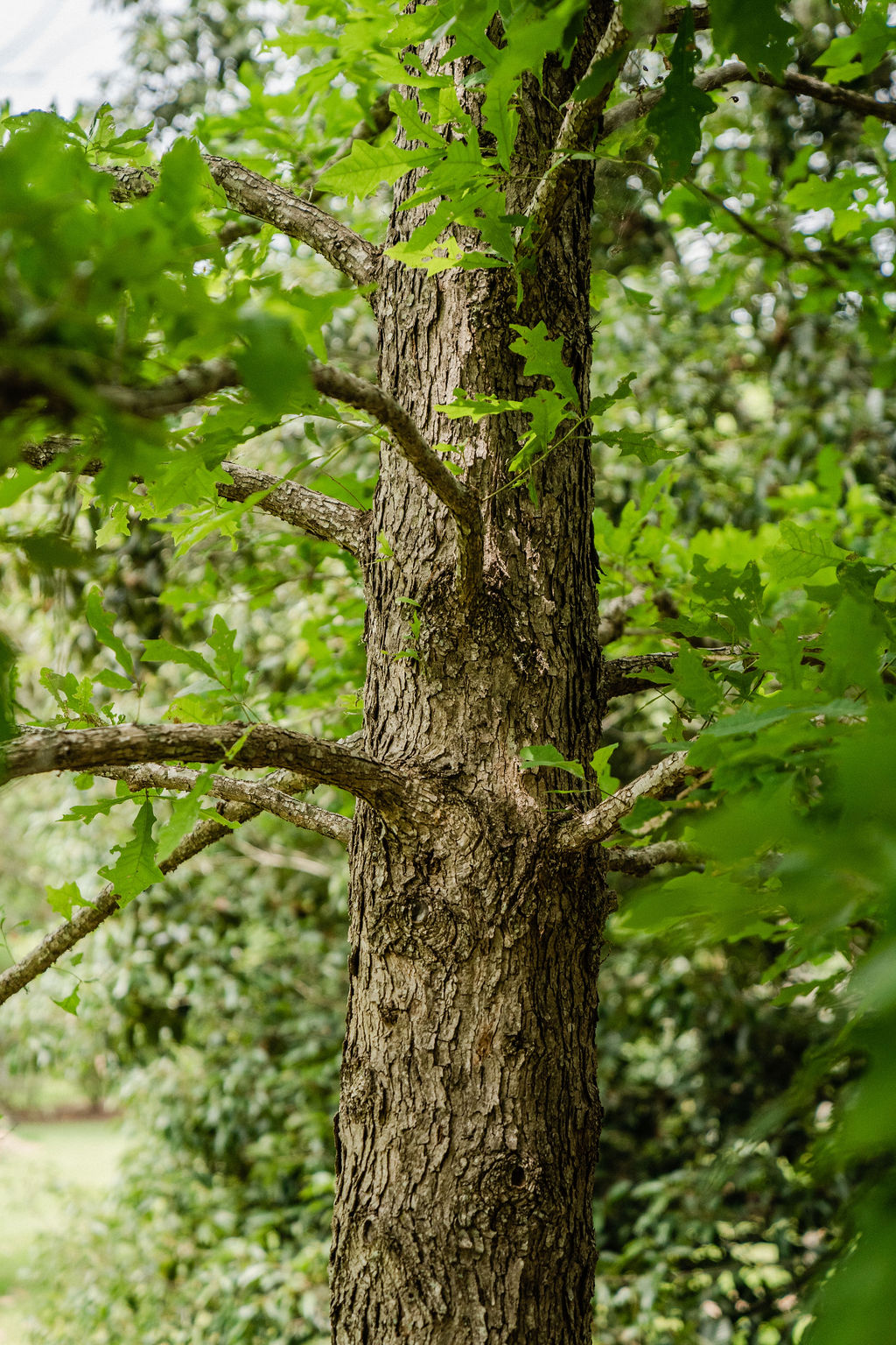 Overcup Oak Trees For Sale Oak Trees for Deer Wildtree.co