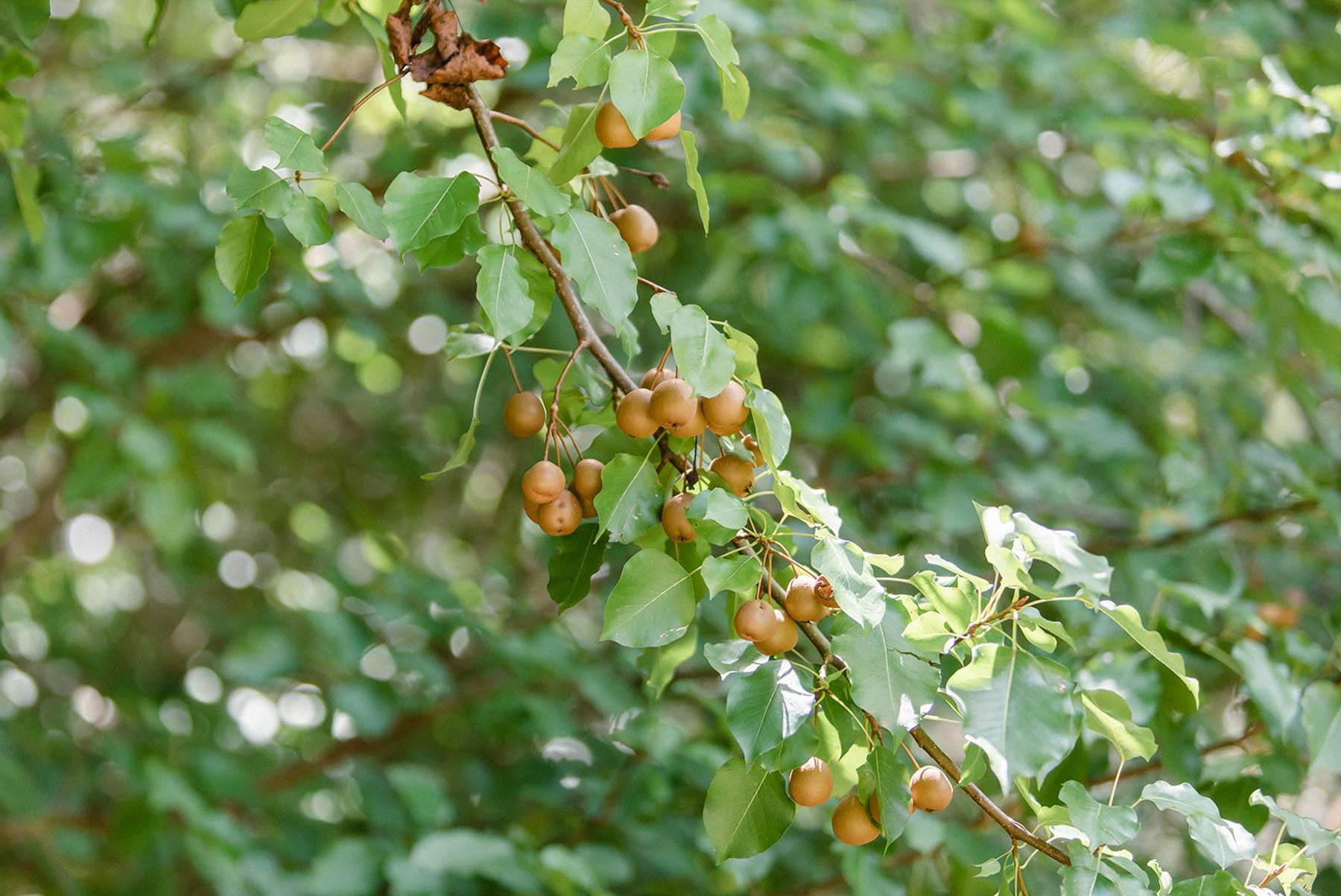 Deer favorite fruits WildTree