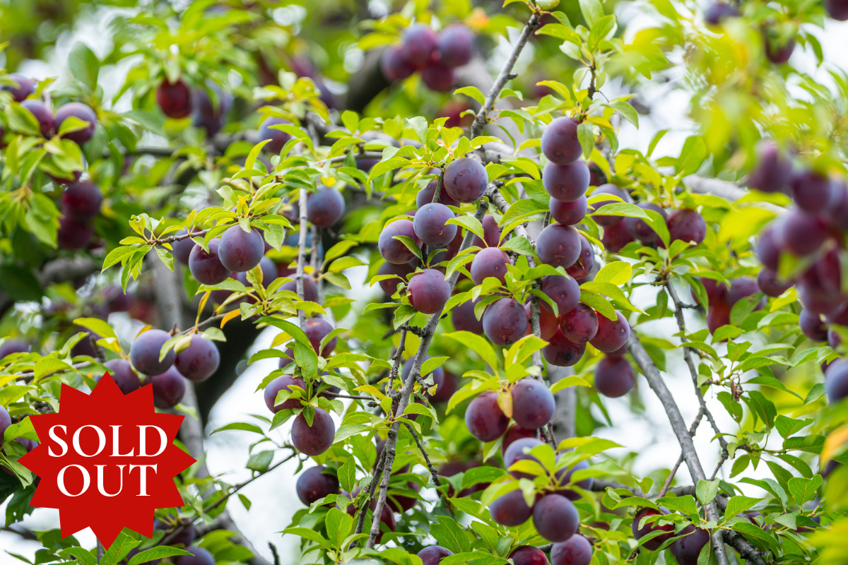 Santa Rosa Plum Tree For Sale Keep Deer On Your Land Wildtree